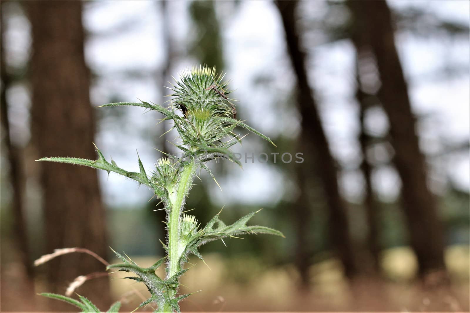 Cirsium vulgare - a common thistle in the forest with blurry background in the sunlight
