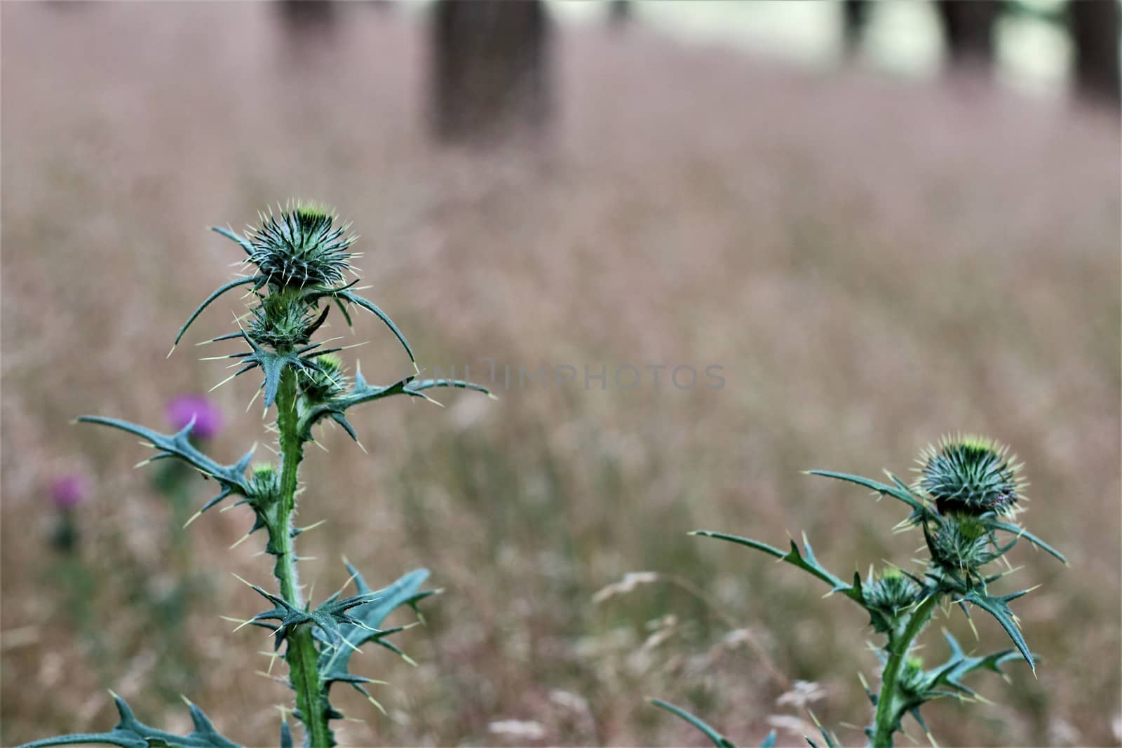 Cirsium vulgare - a common thistle in the forest with blurry background