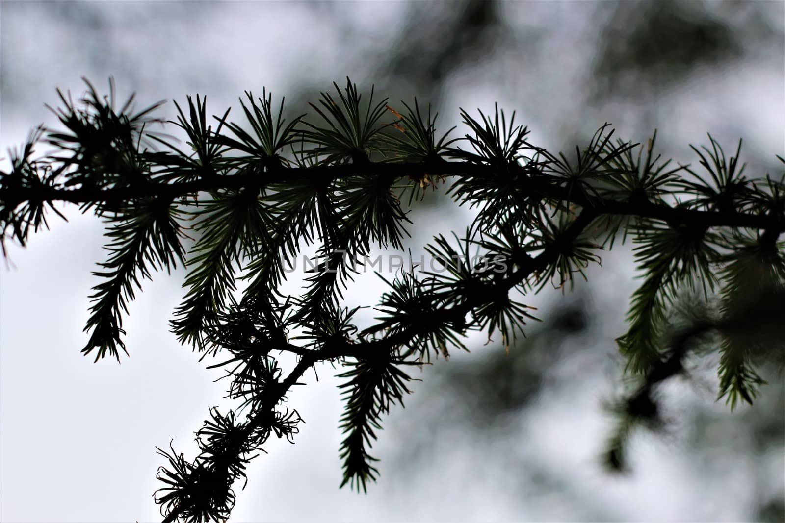 Spruce needles on the branch as a close up in the backlight