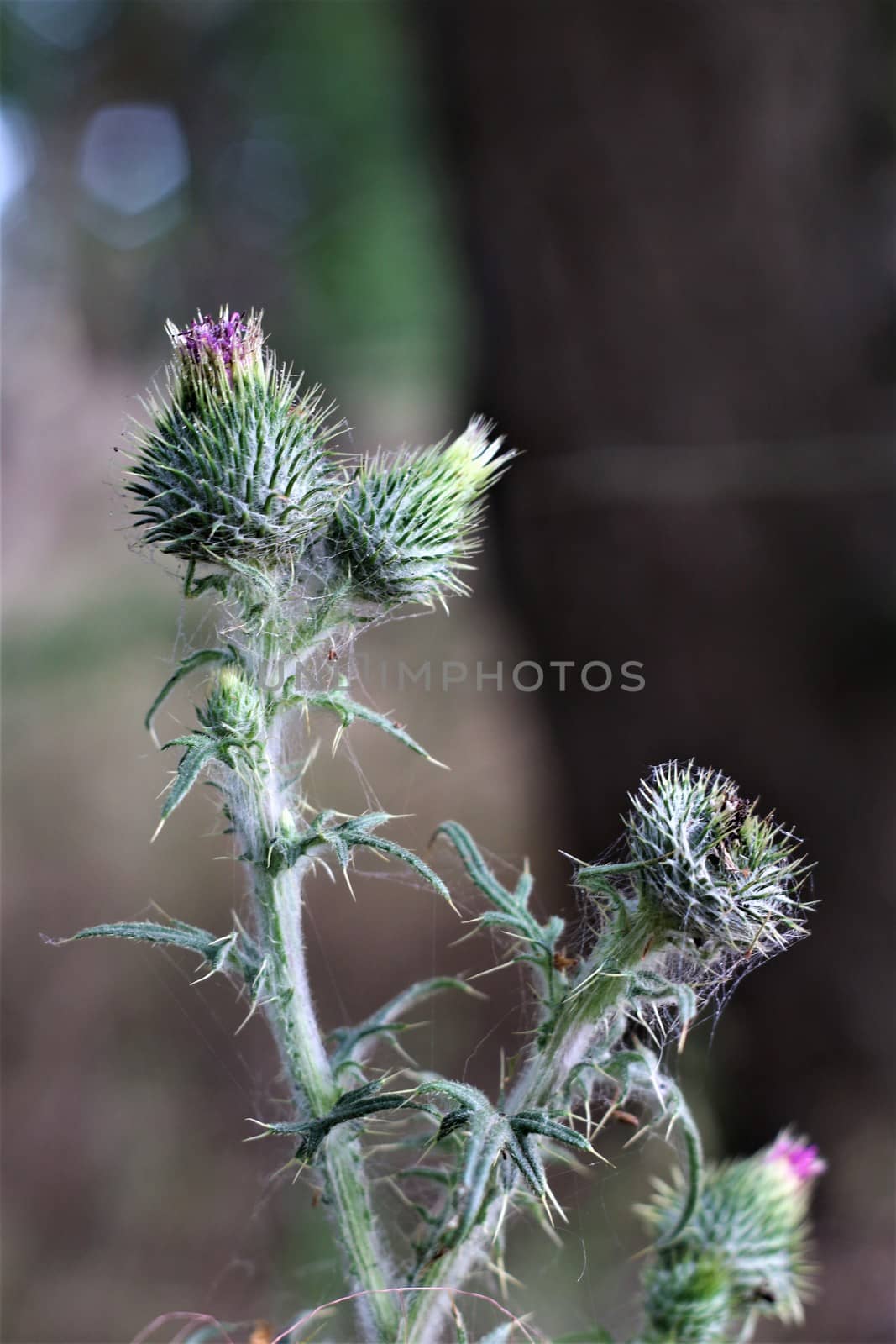 Cirsium vulgare - common thistle in the forest with blurry background by Luise123