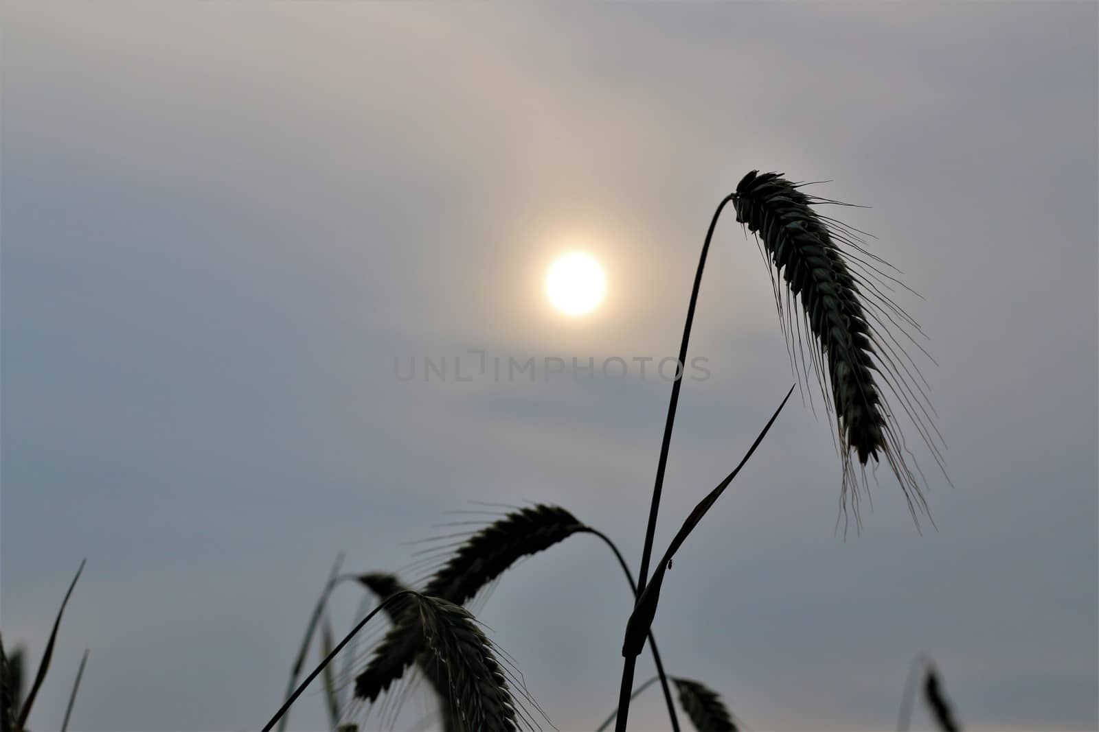 Close-up of an ear of rye in front of evening sky with sun