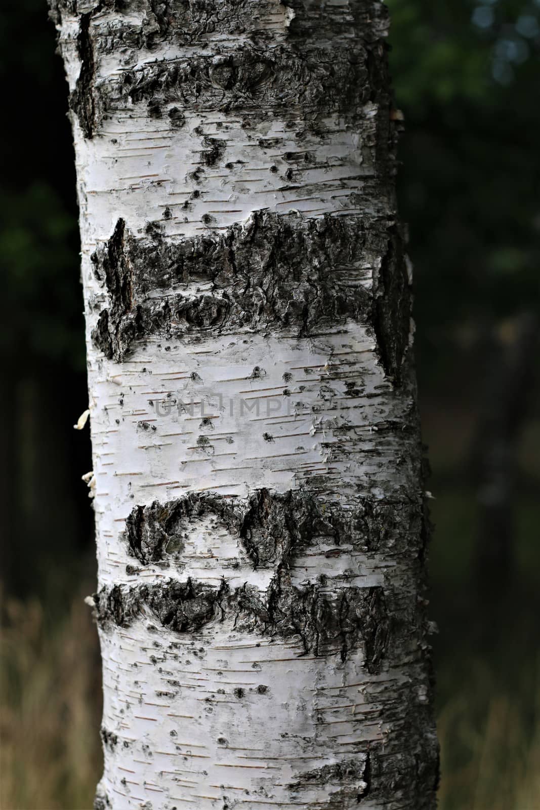 Birch trunk as a close up