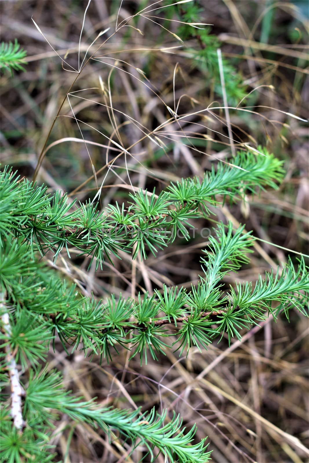 Spruce needles on the branch as a close up