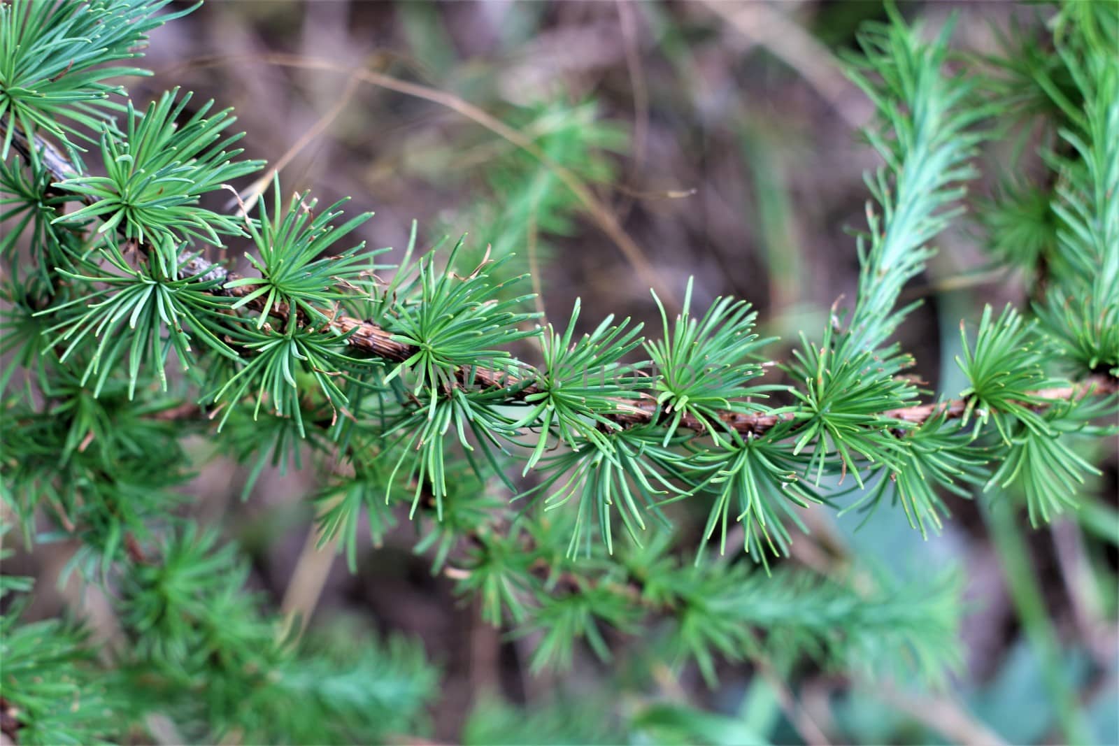 Spruce needles on the branch as a close up