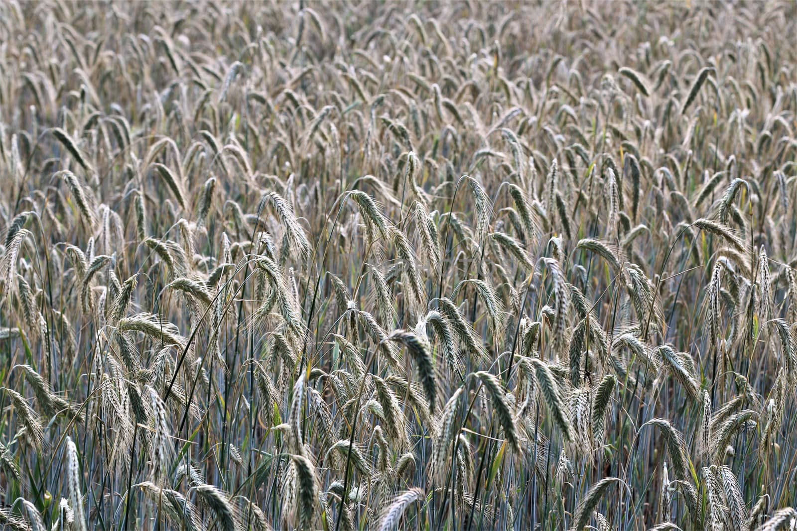 Close up of a grain field with rye