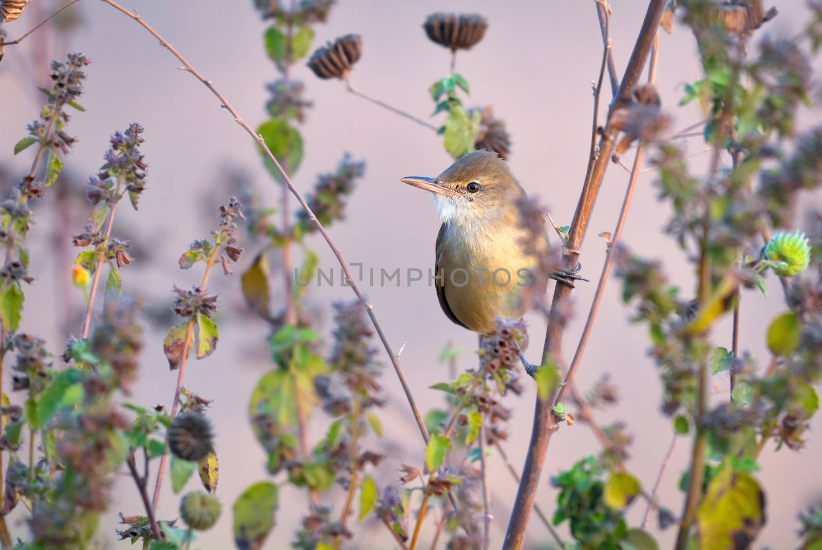 The clamorous reed warbler is an Old World warbler in the genus Acrocephalus. It breeds from Egypt eastwards through Pakistan, Afghanistan and northernmost India