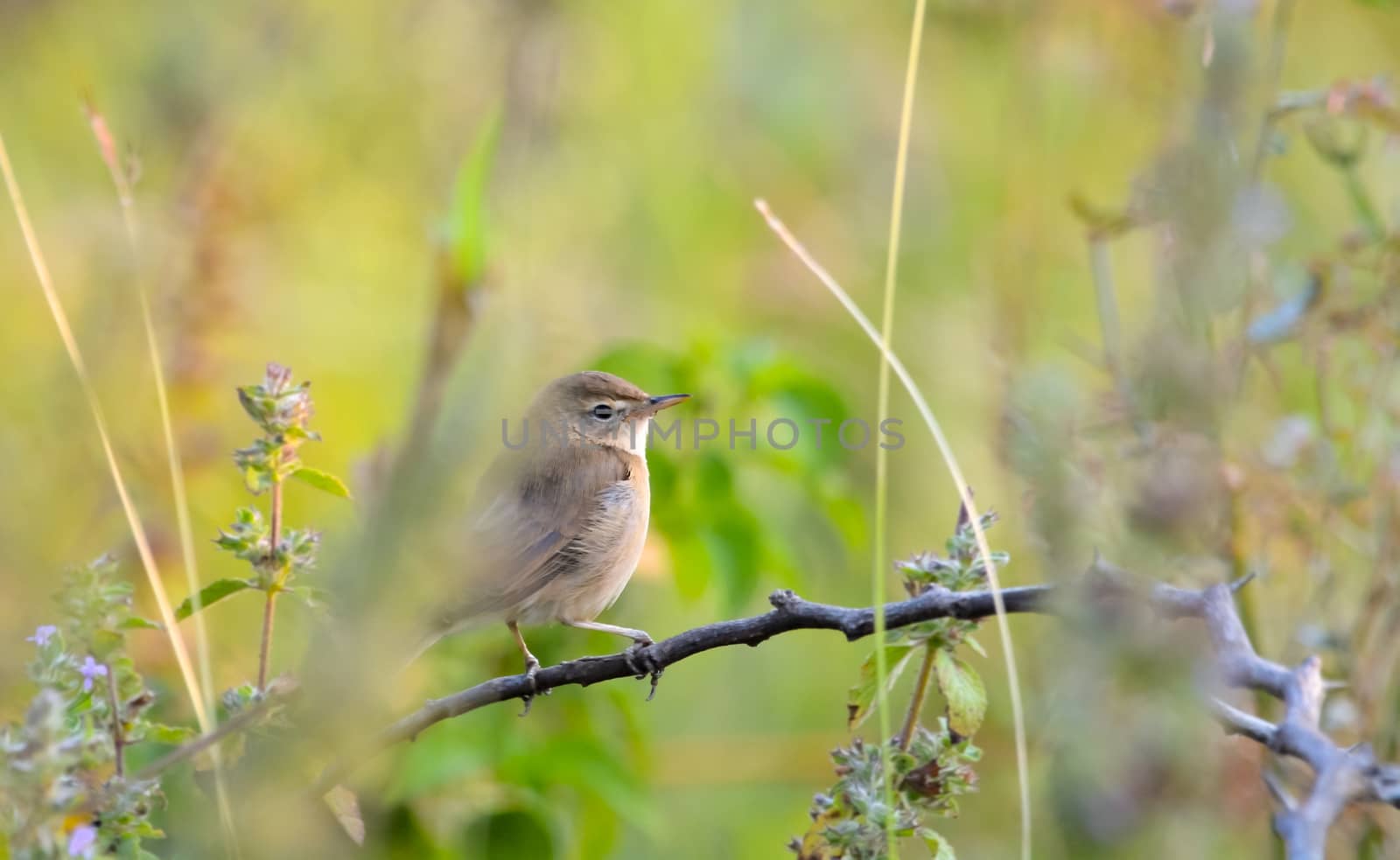 Booted warbler resting in a branch by rkbalaji