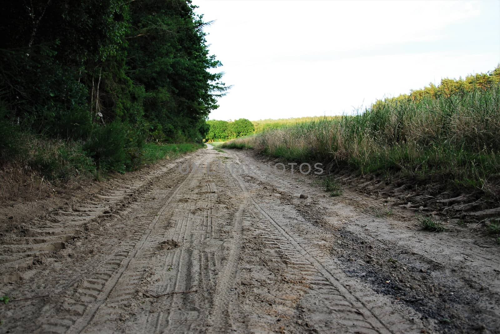 Sandy road between forest and corn field