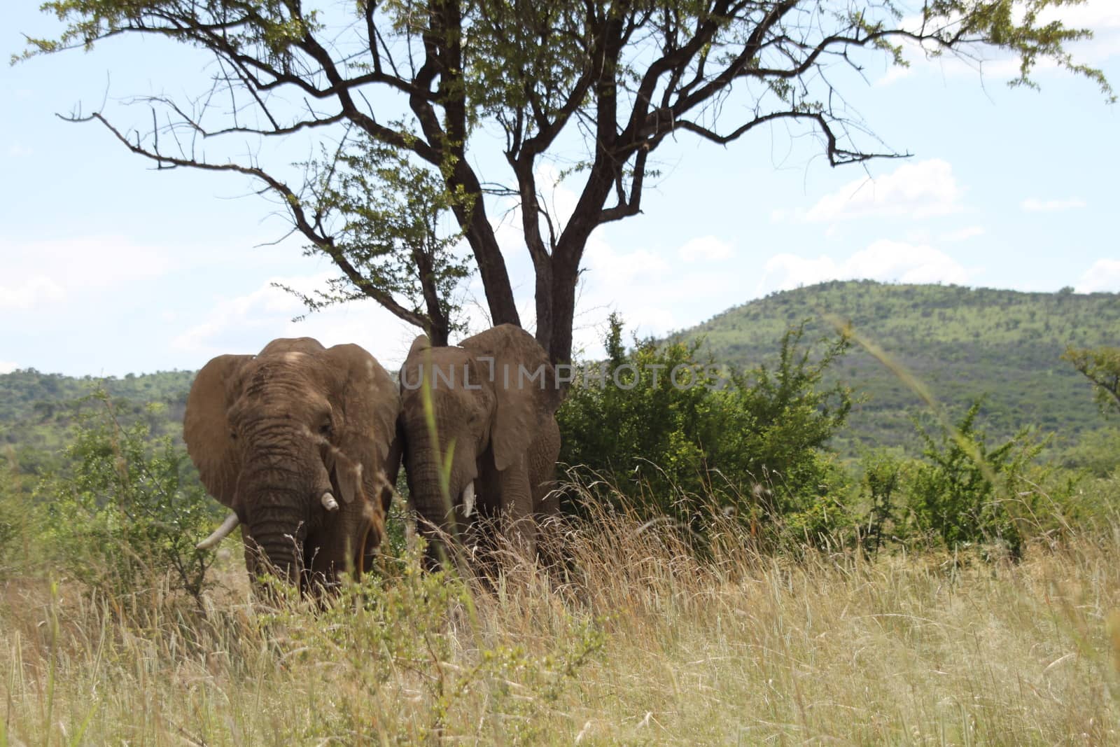 Two african elephants in the savannah