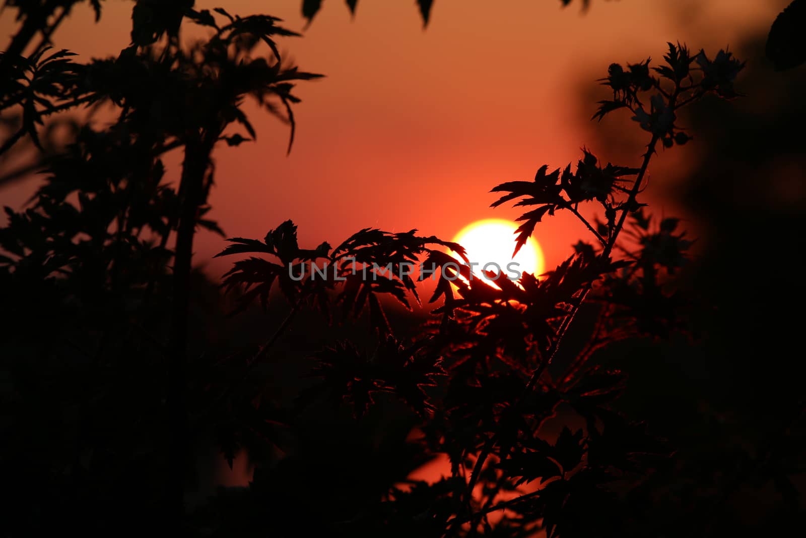 A great sunset with a lake view and bushes in the foreground