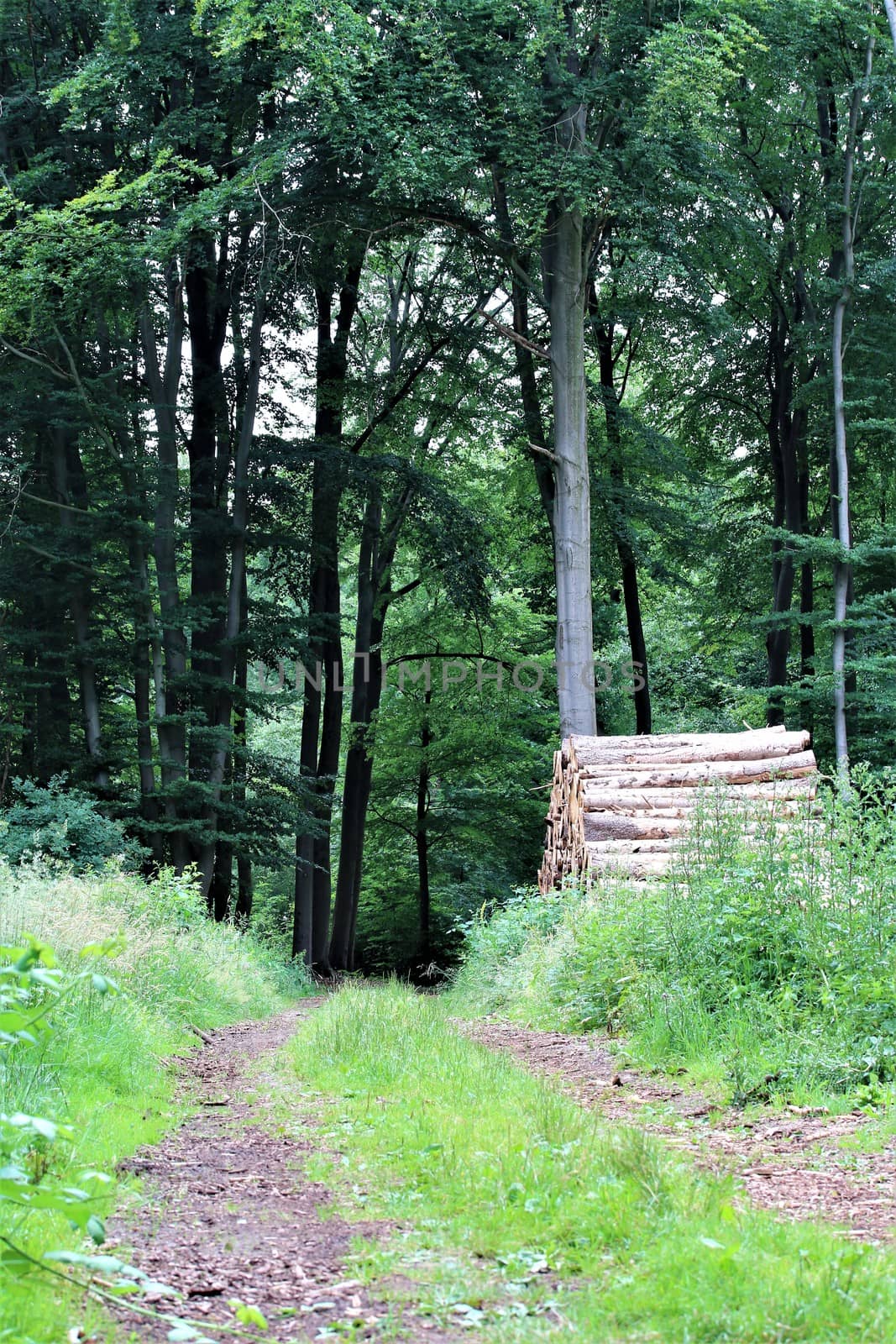 A natural path in the forest with grass on the median and a stack of wood at the side