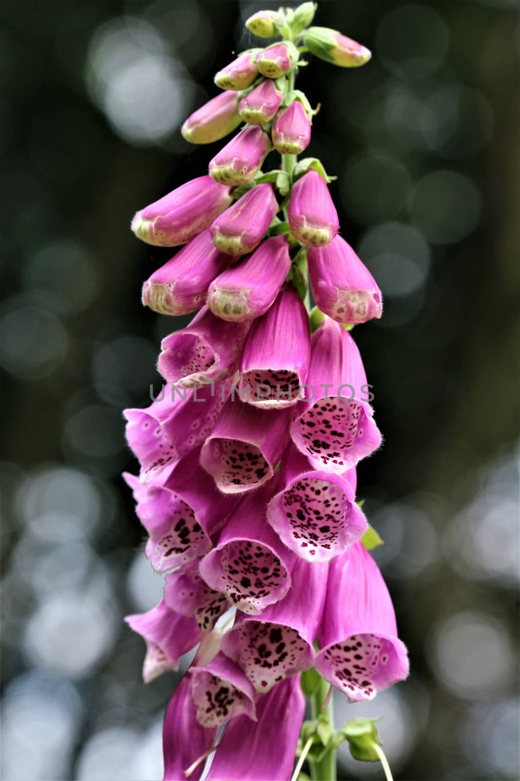 A close up of a pink foxglove in the forest against a dark background