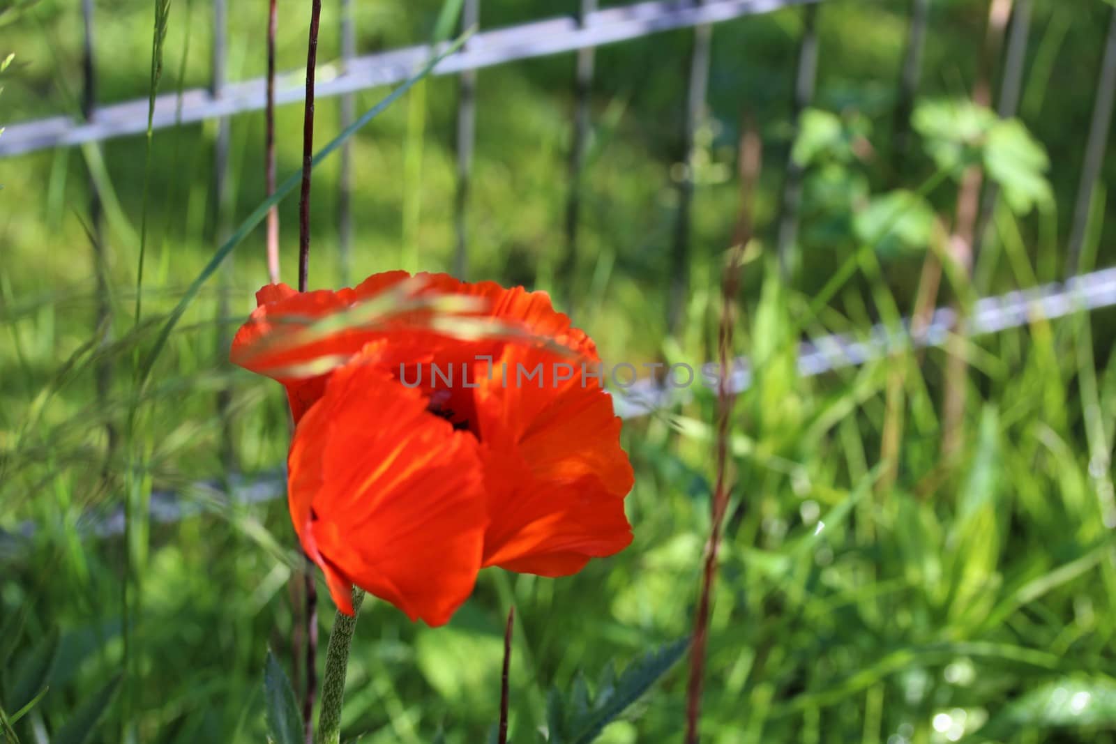 A red poppy flower against a green background in front of a fence