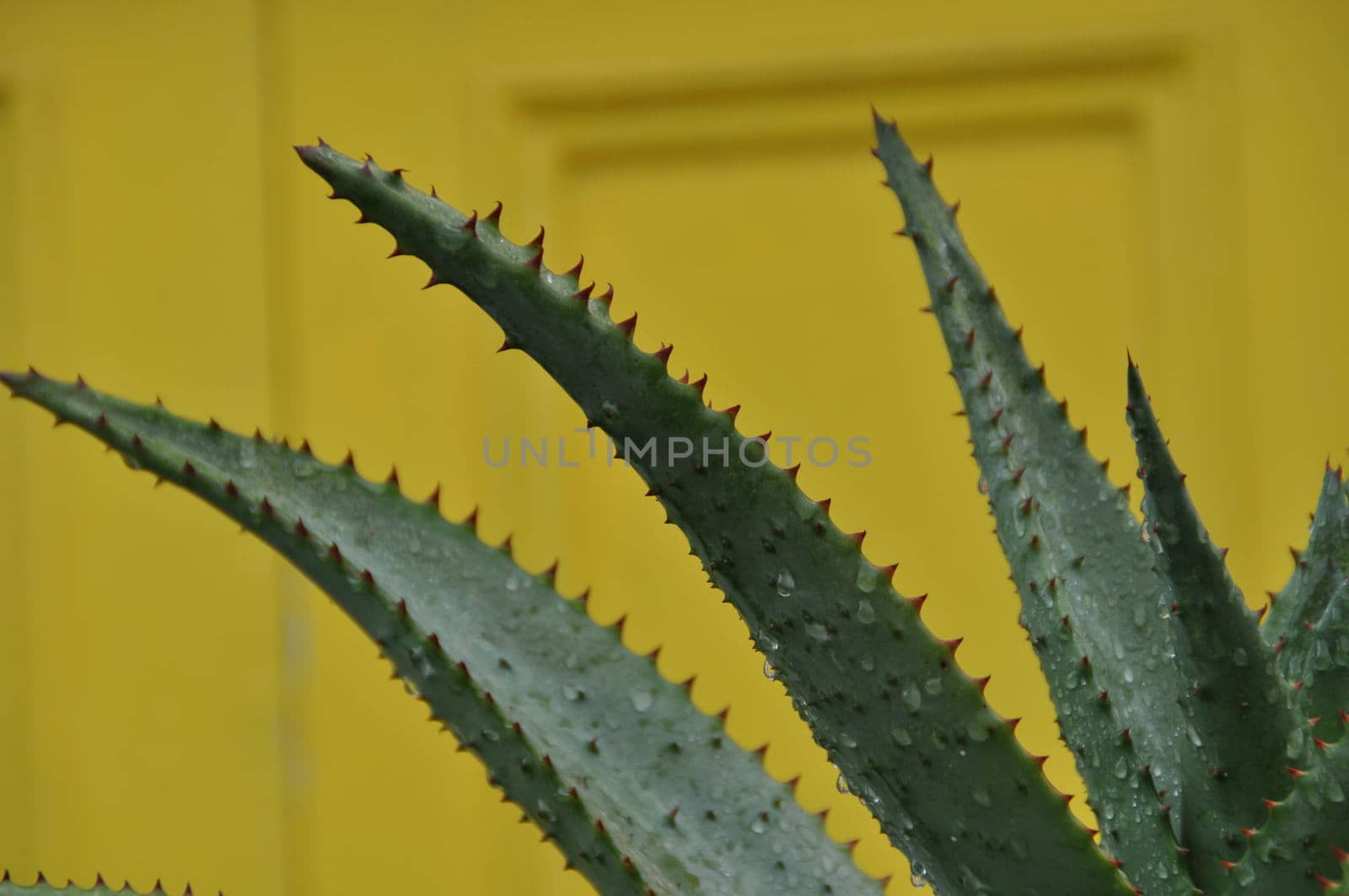 Three green aloe vera leaves in front of a yellow background