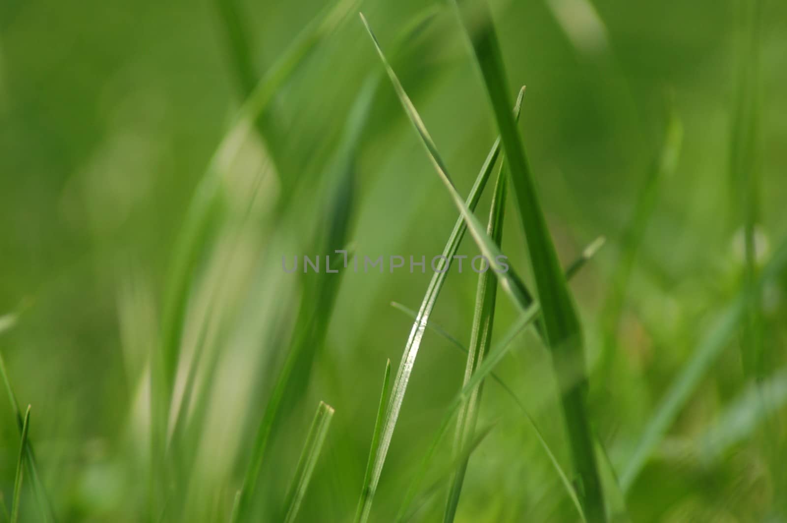 Green grass on a pasture,close up