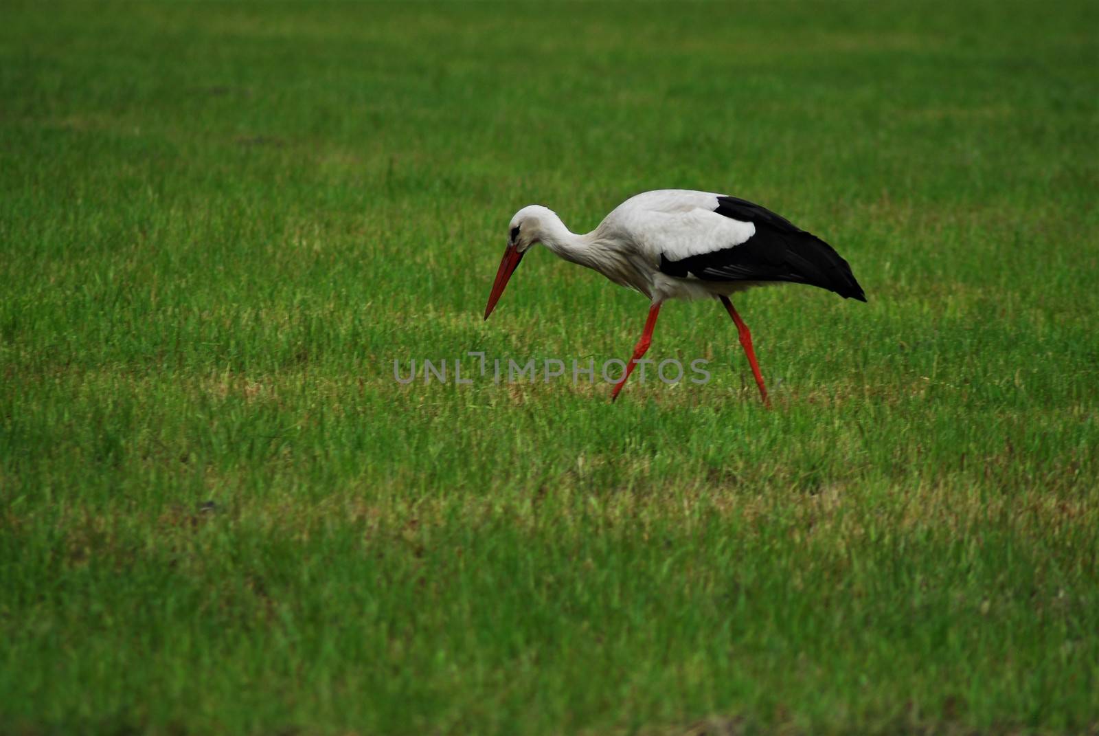 A white storck on a mown green pasture