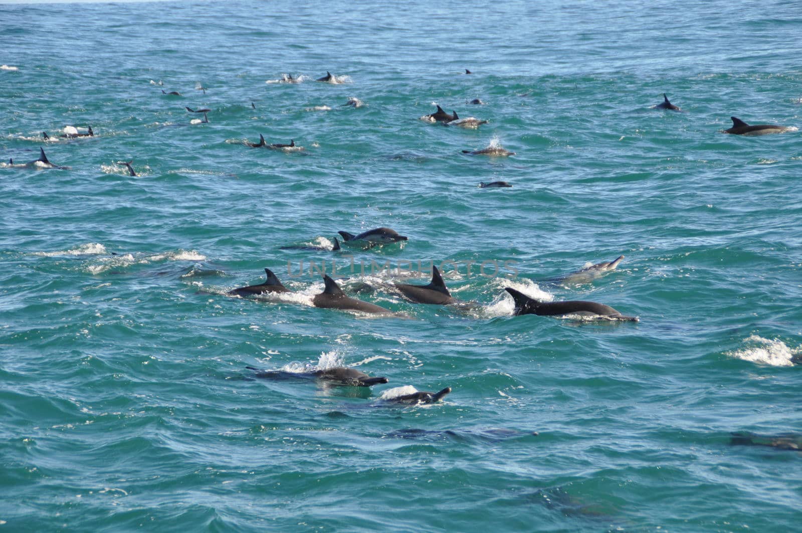 A school of dolphins near hermanus in the indian ocean