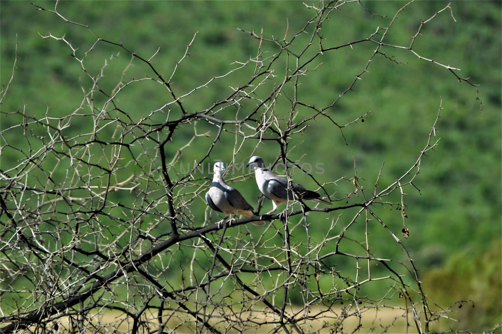 Two pigeons in the thornbush in the african savannah