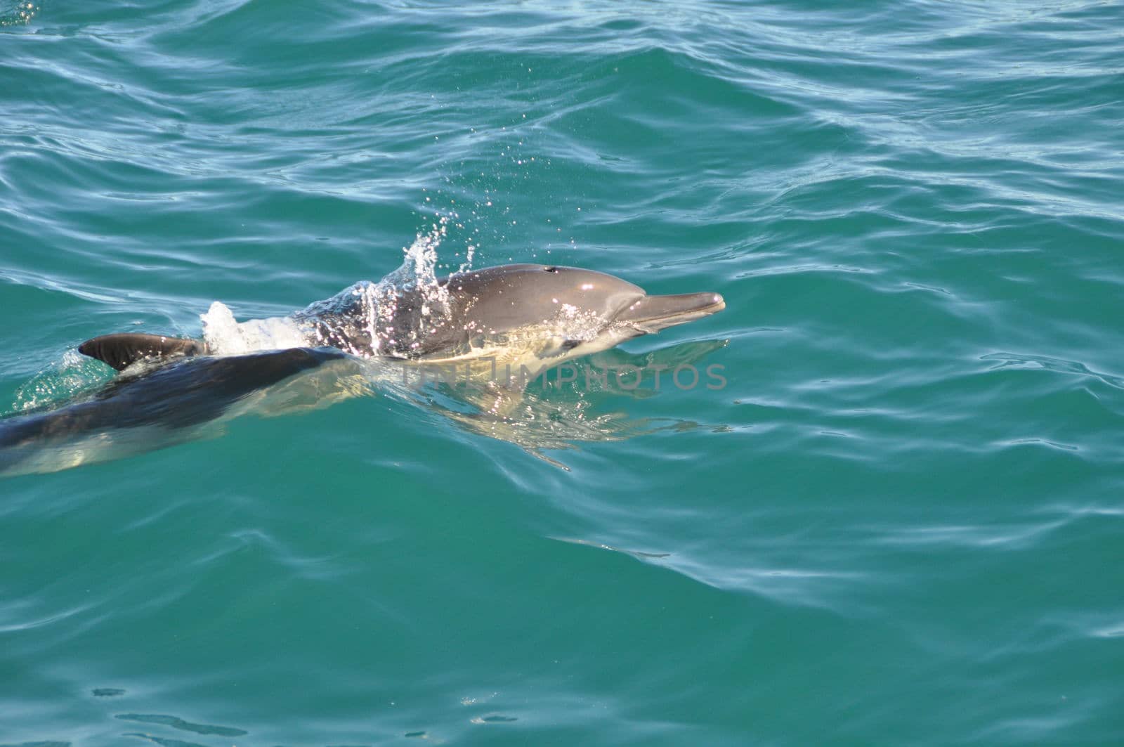 One dolphin swimming in the indian ocean nearhermanus