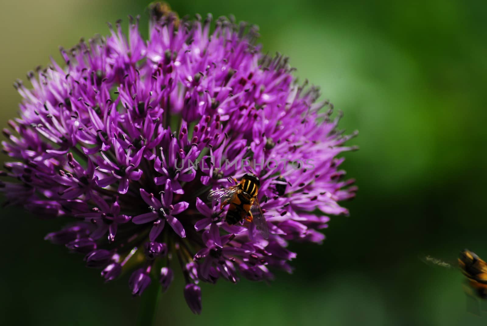 Purple allium blooming with a parhelophilus versicolor