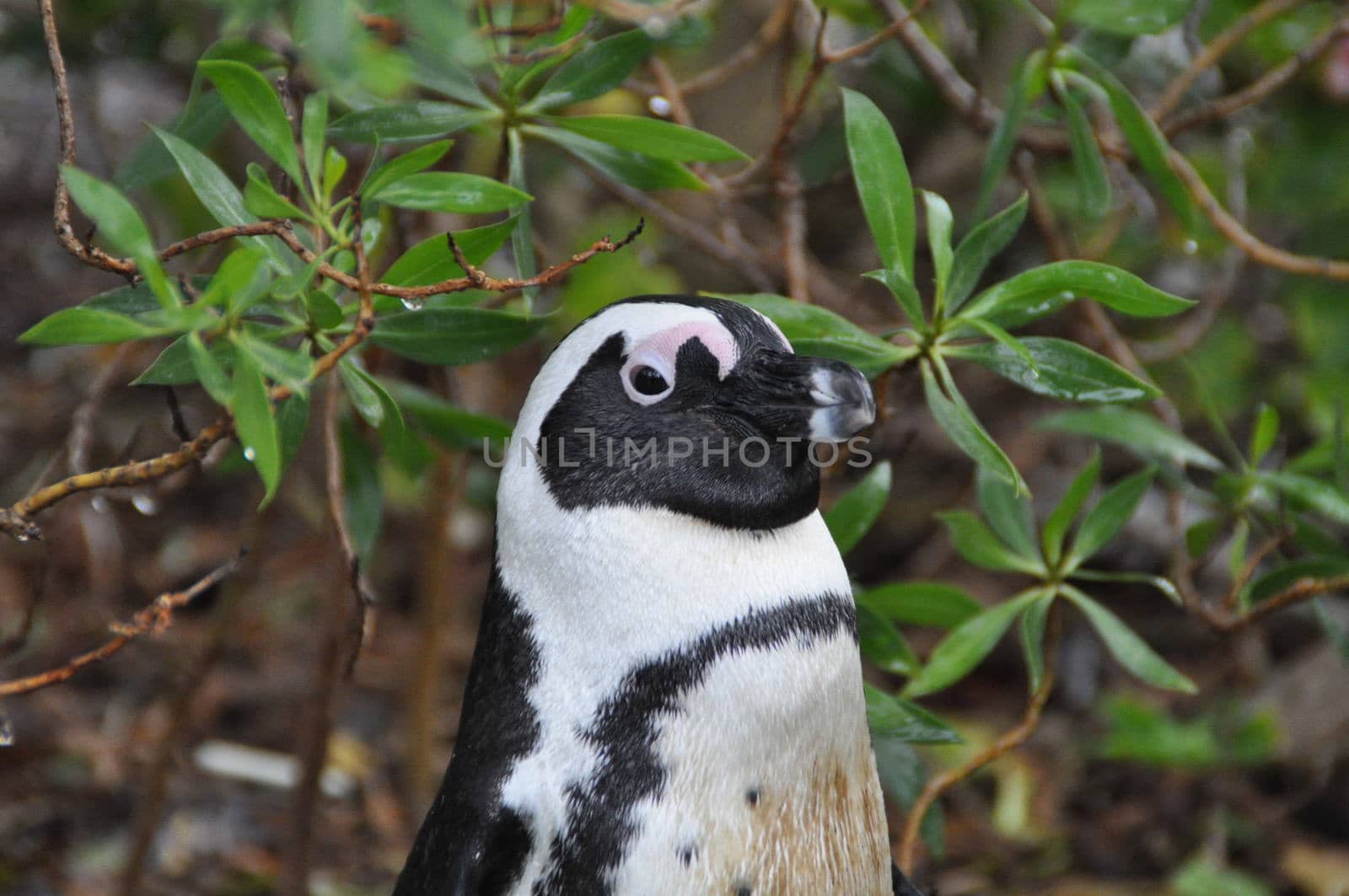 A portrait of a penguin near Capetown on a rainy day