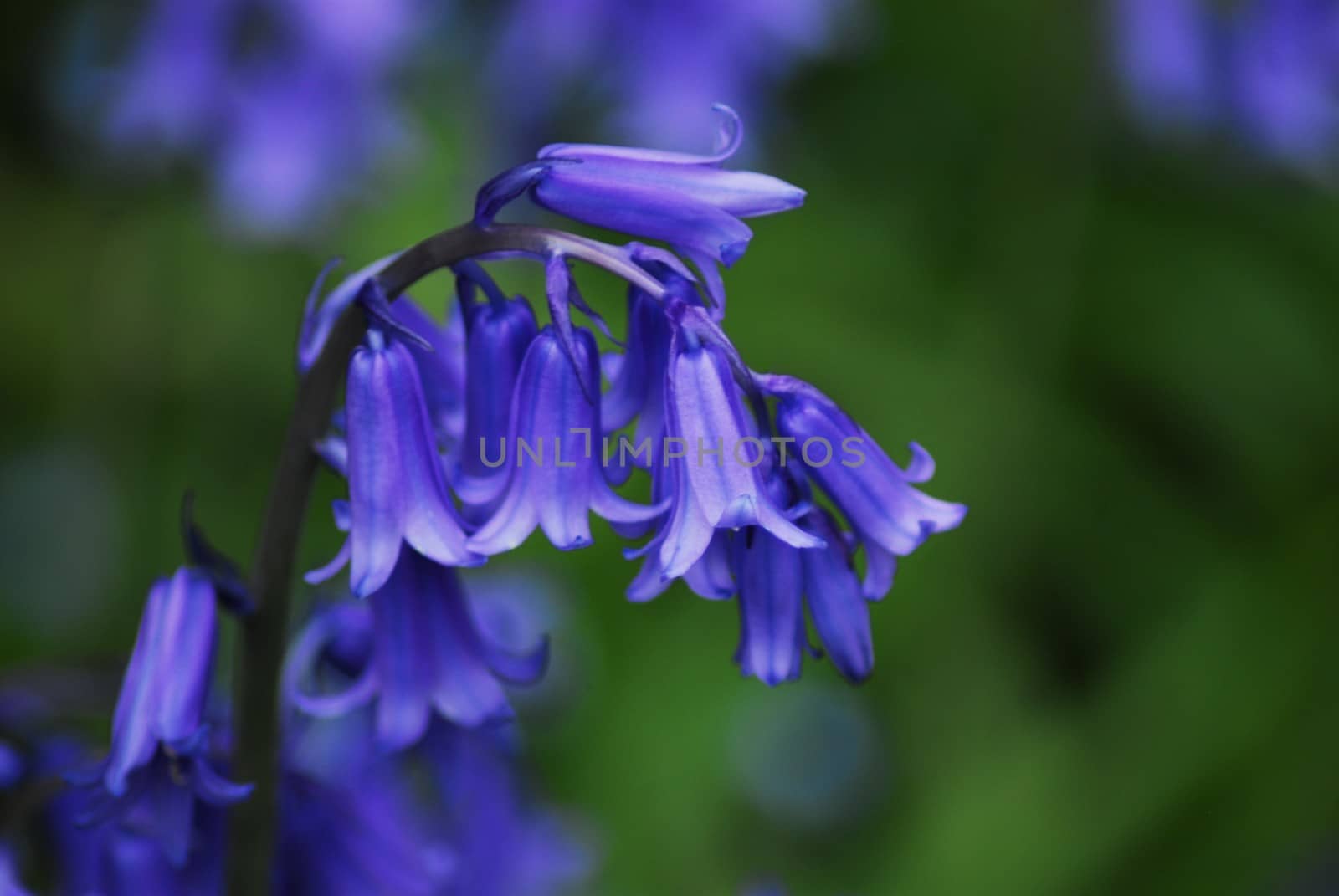 A close-up of a Hyacinthoides hispanica in blossom