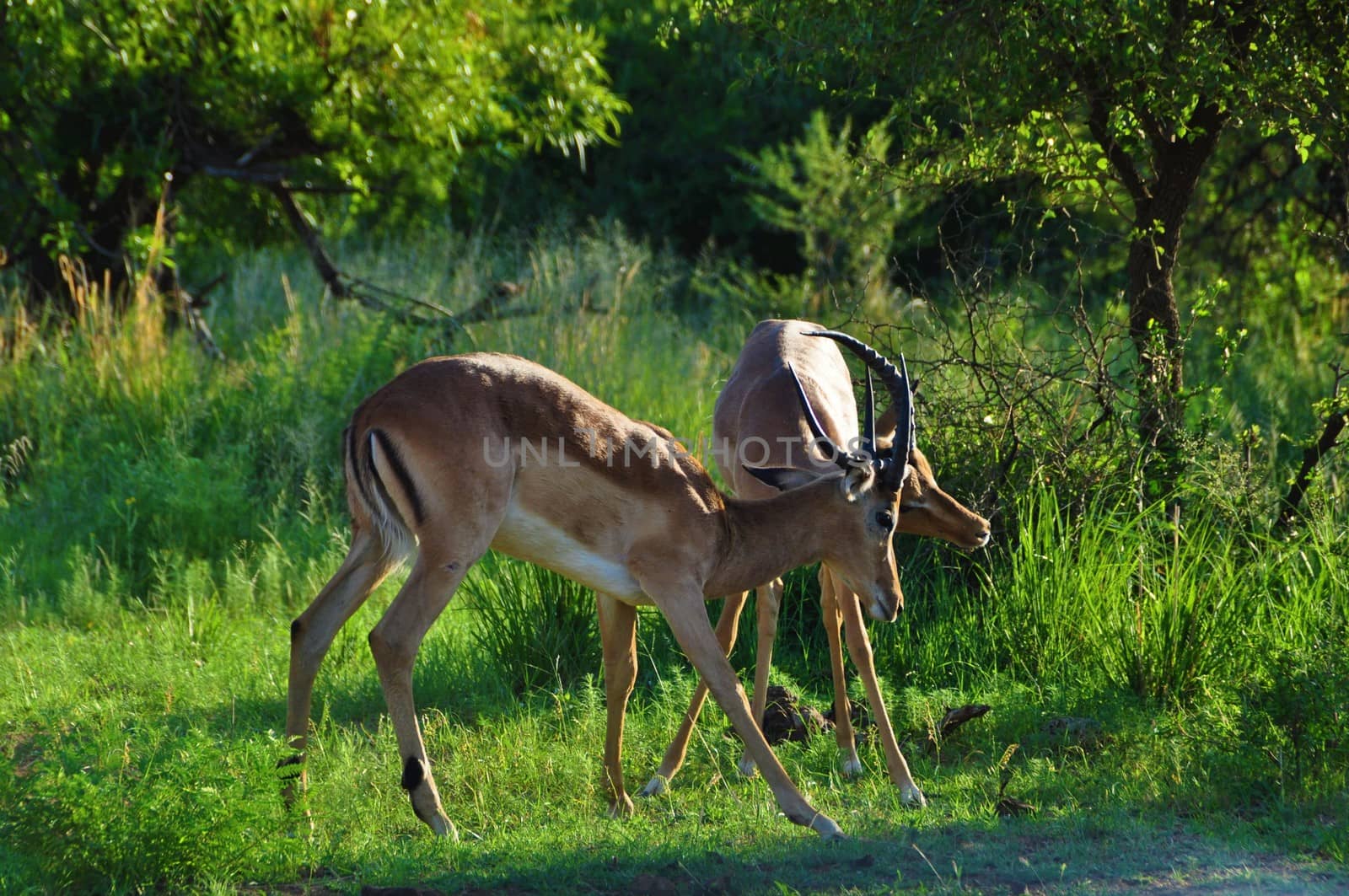 Two playing or fighting impalas in the savannah with trees in the background