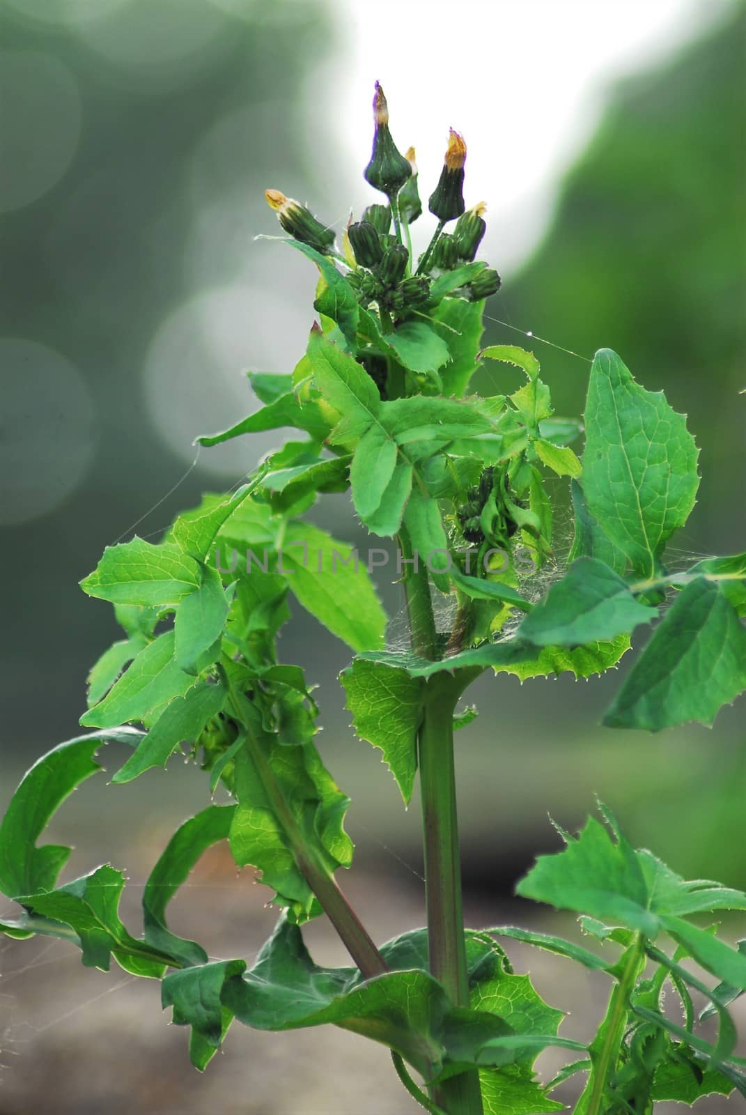 Aclose-up of rough goose thistle just before flowering