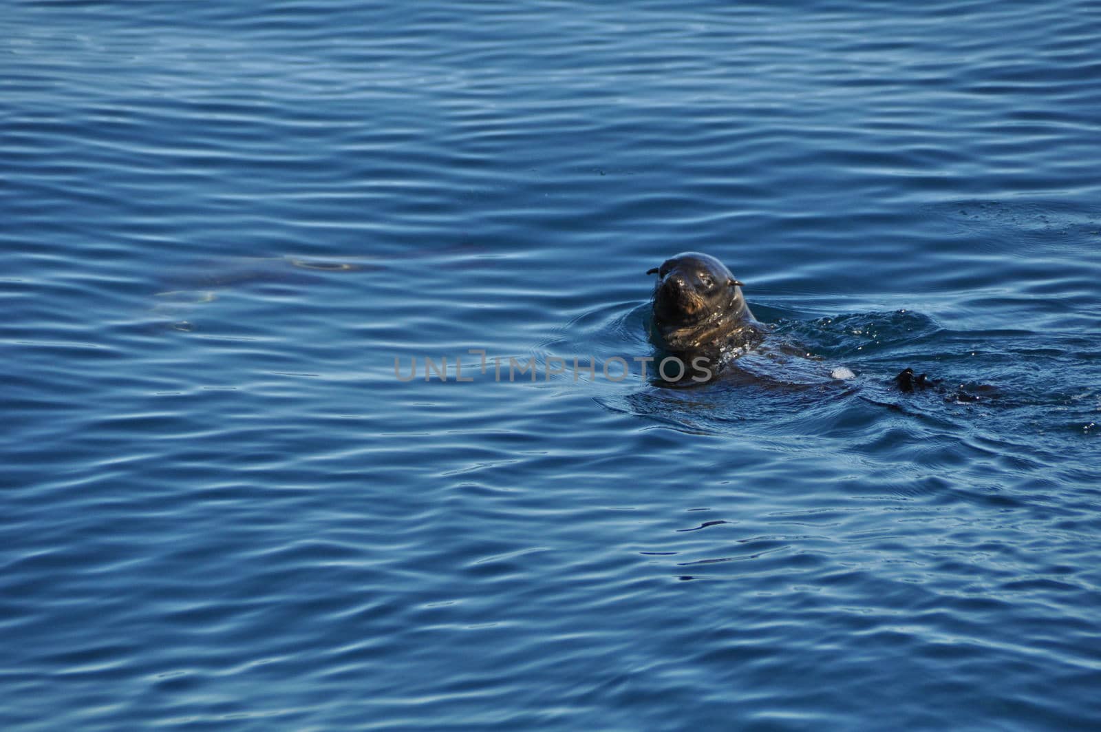 A Sea lion in the open sea looks out of the water