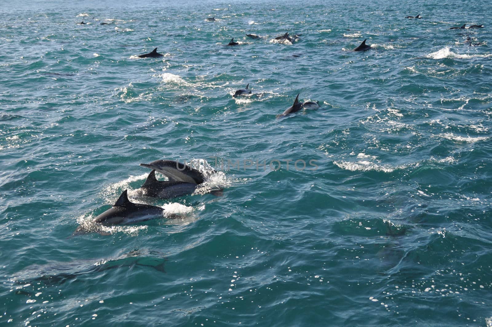 A school of dolphins near hermanus in the indian ocean