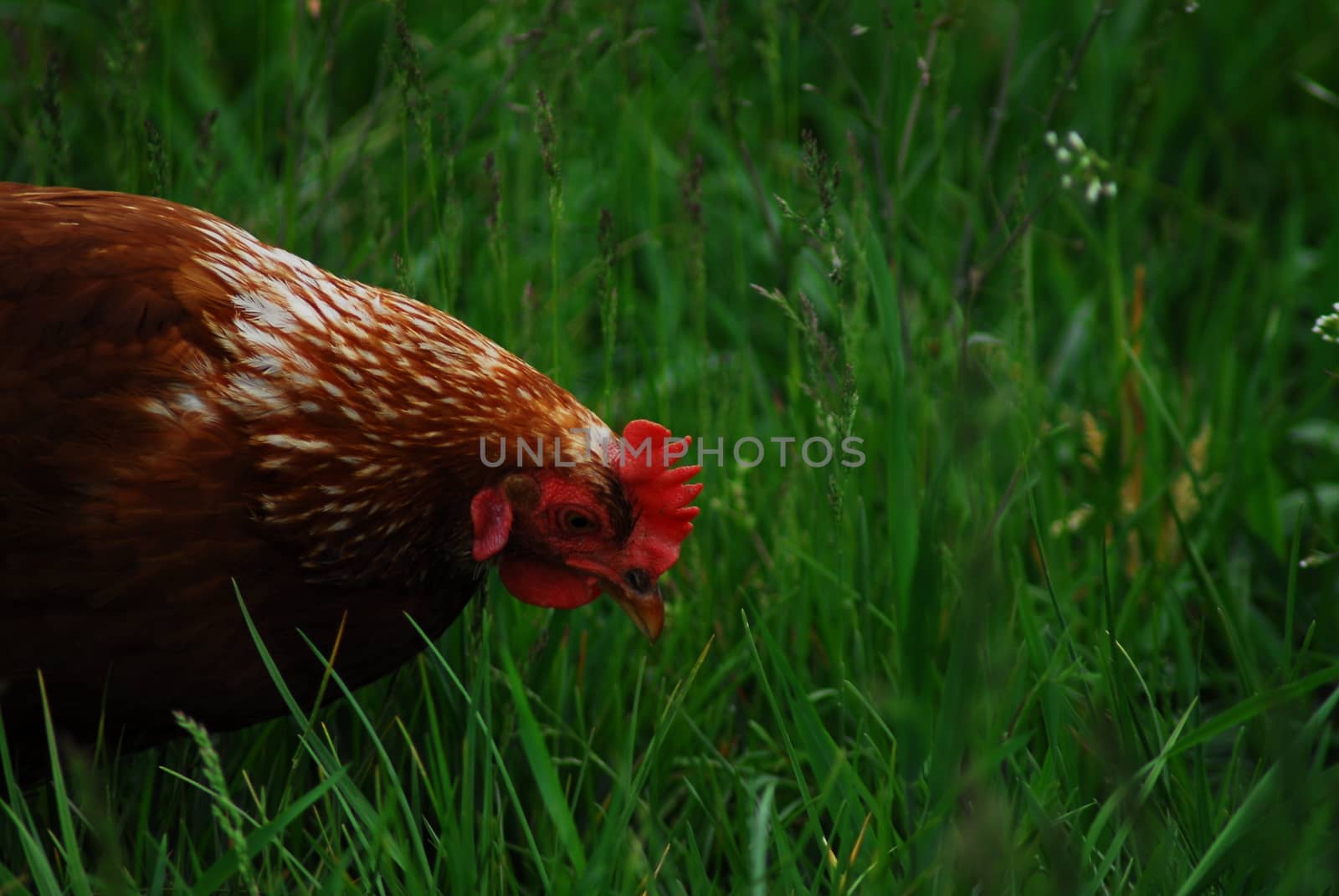 One brown chicken pin in the grass on a green pasture