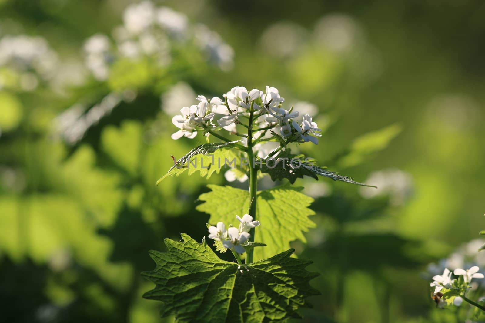 Alliaria petiolata called garlic rocket in bloom springtime