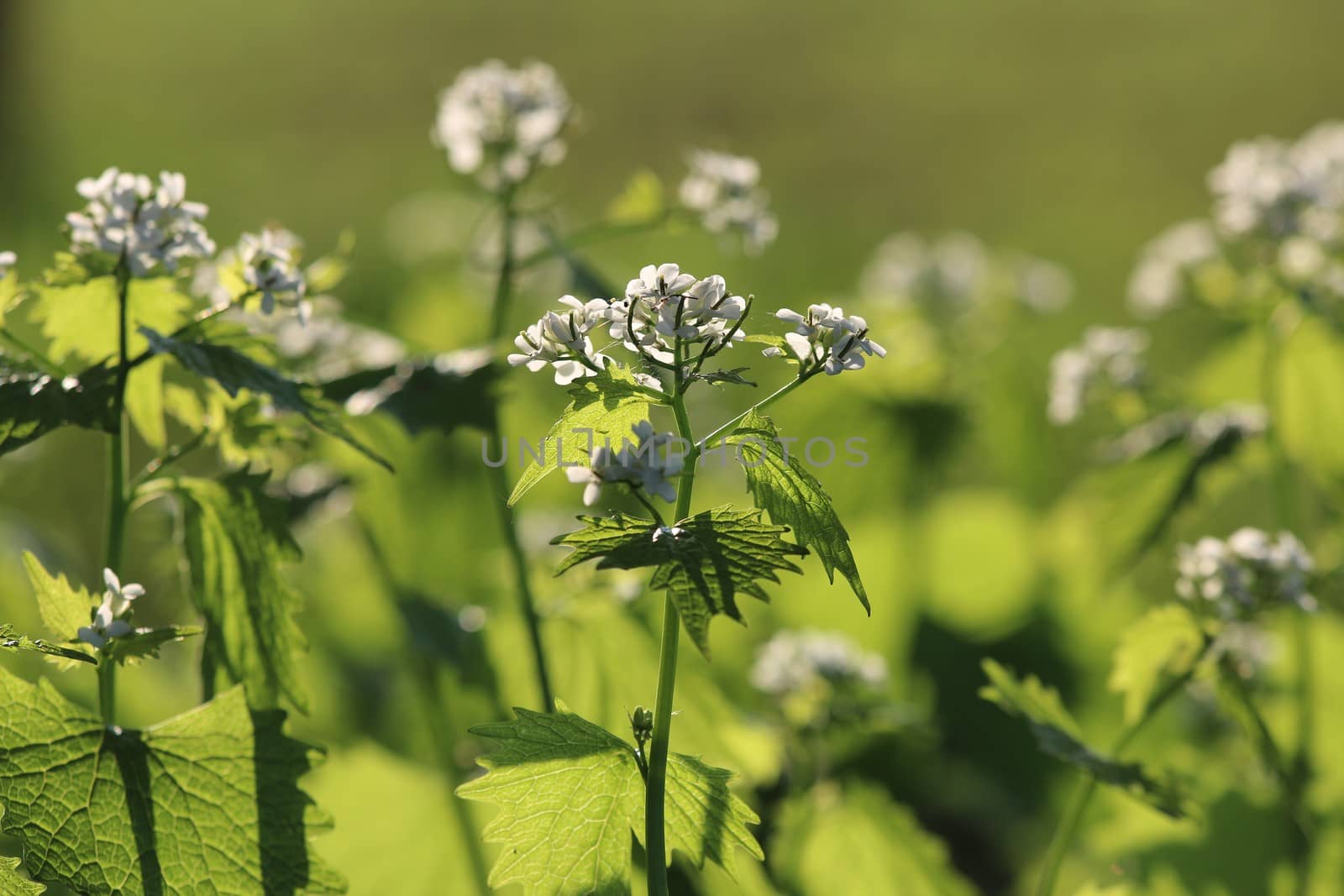 Alliaria petiolata called garlic rocket in bloom springtime