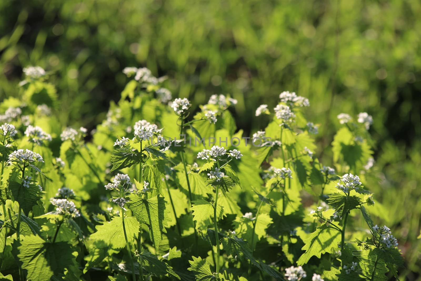 Alliaria petiolata called garlic rocket in bloom springtime