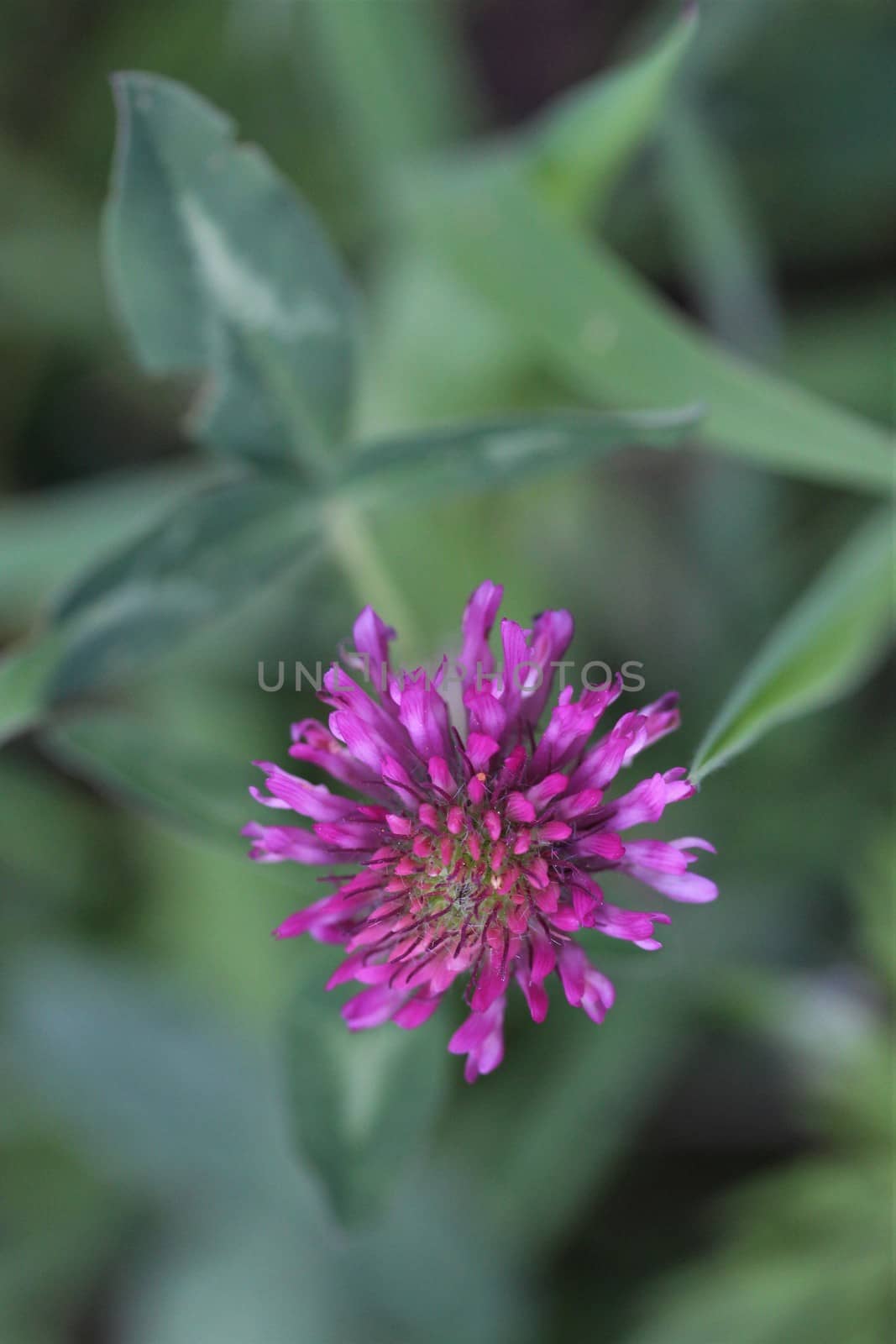 Trifolium pratense or red clover as close up