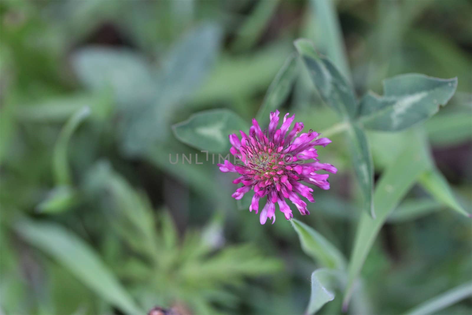 Trifolium pratense or red clover as close up