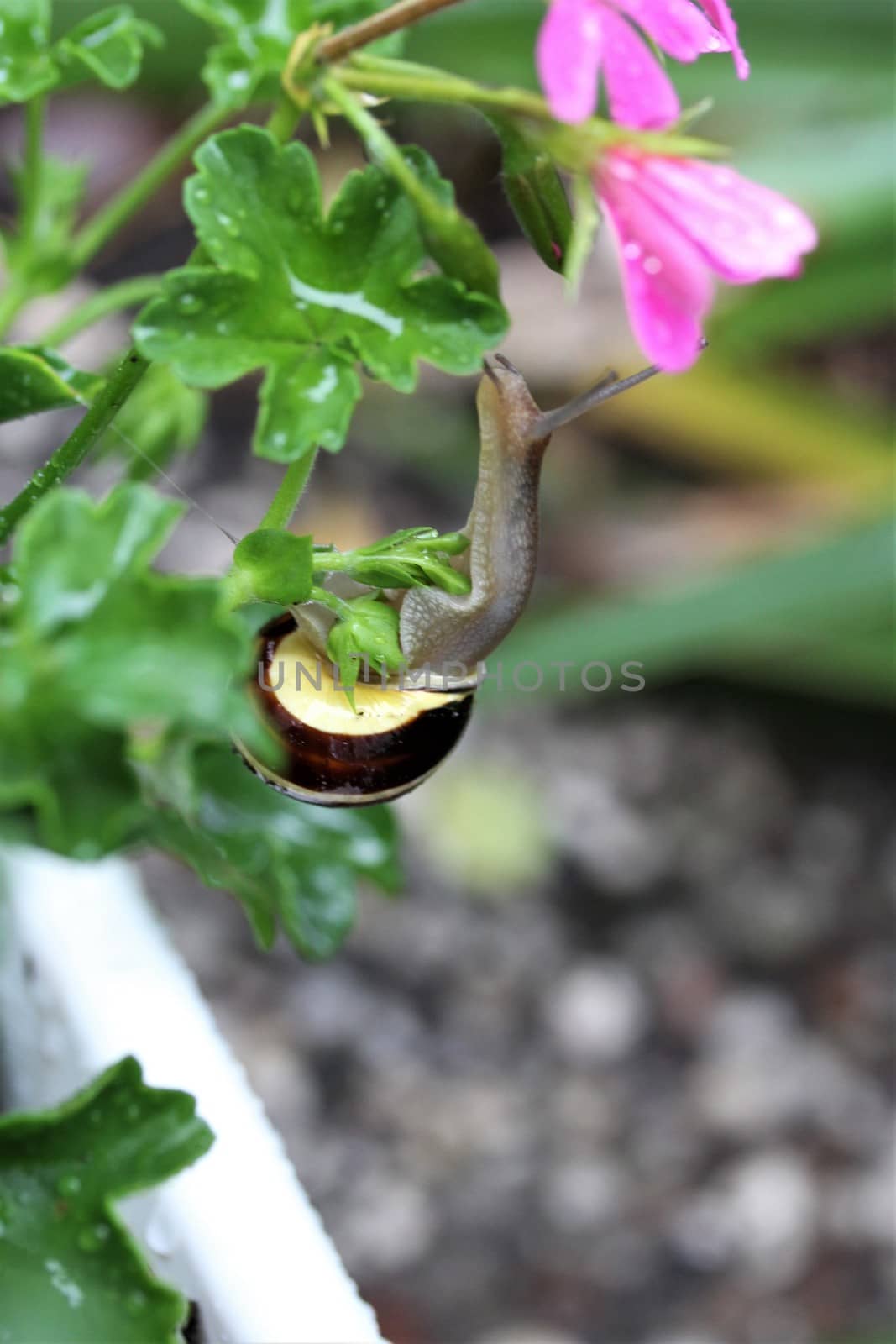 Shell snail on a leaf of a geranium looking up to the blossom by Luise123