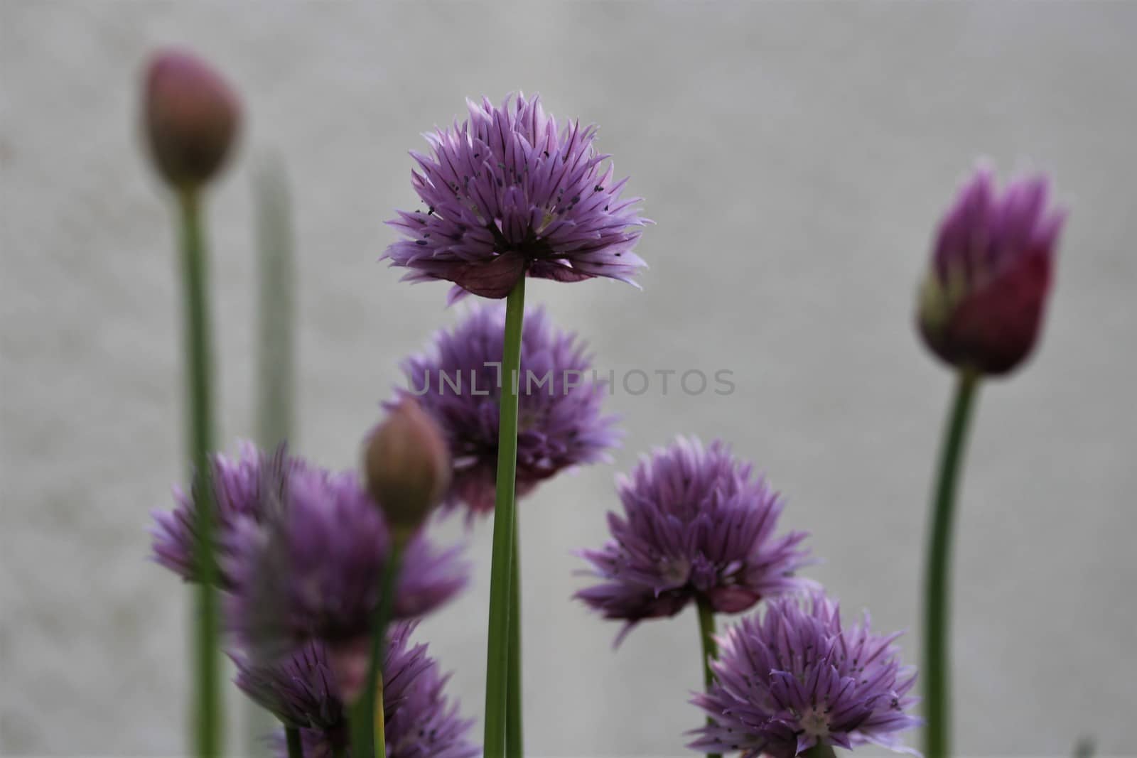 A close up of chive flowers in front of a white wall