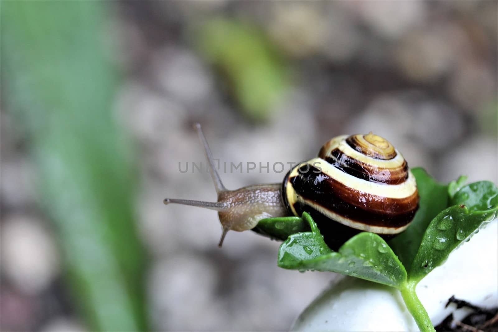 A close up of a housing screw looking out of her house