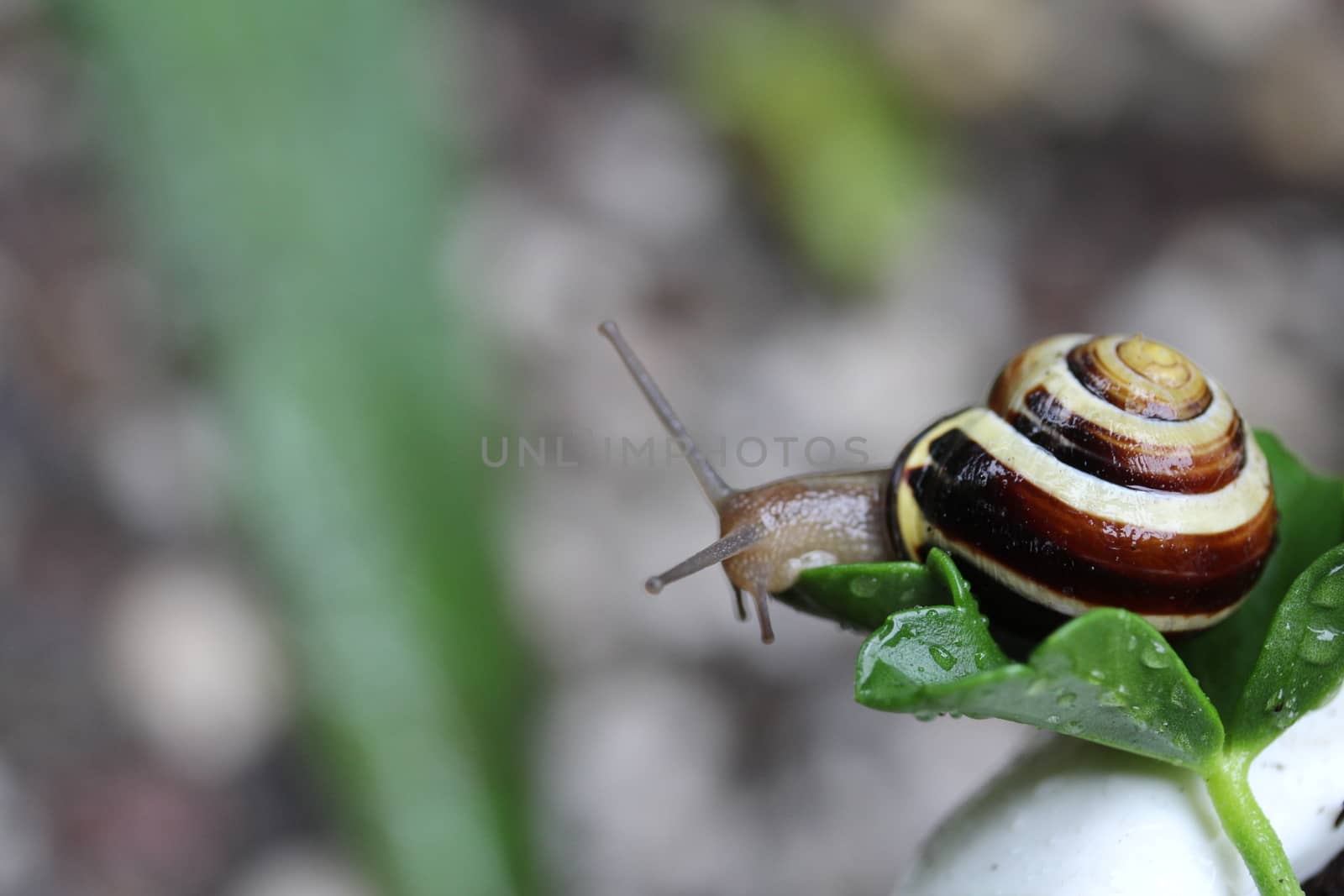 A close up of a housing screw looking out of her house