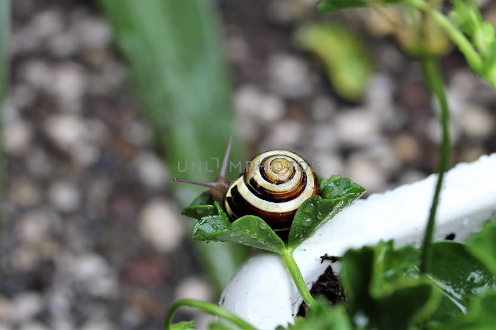 A close up of a housing screw looking out of her house