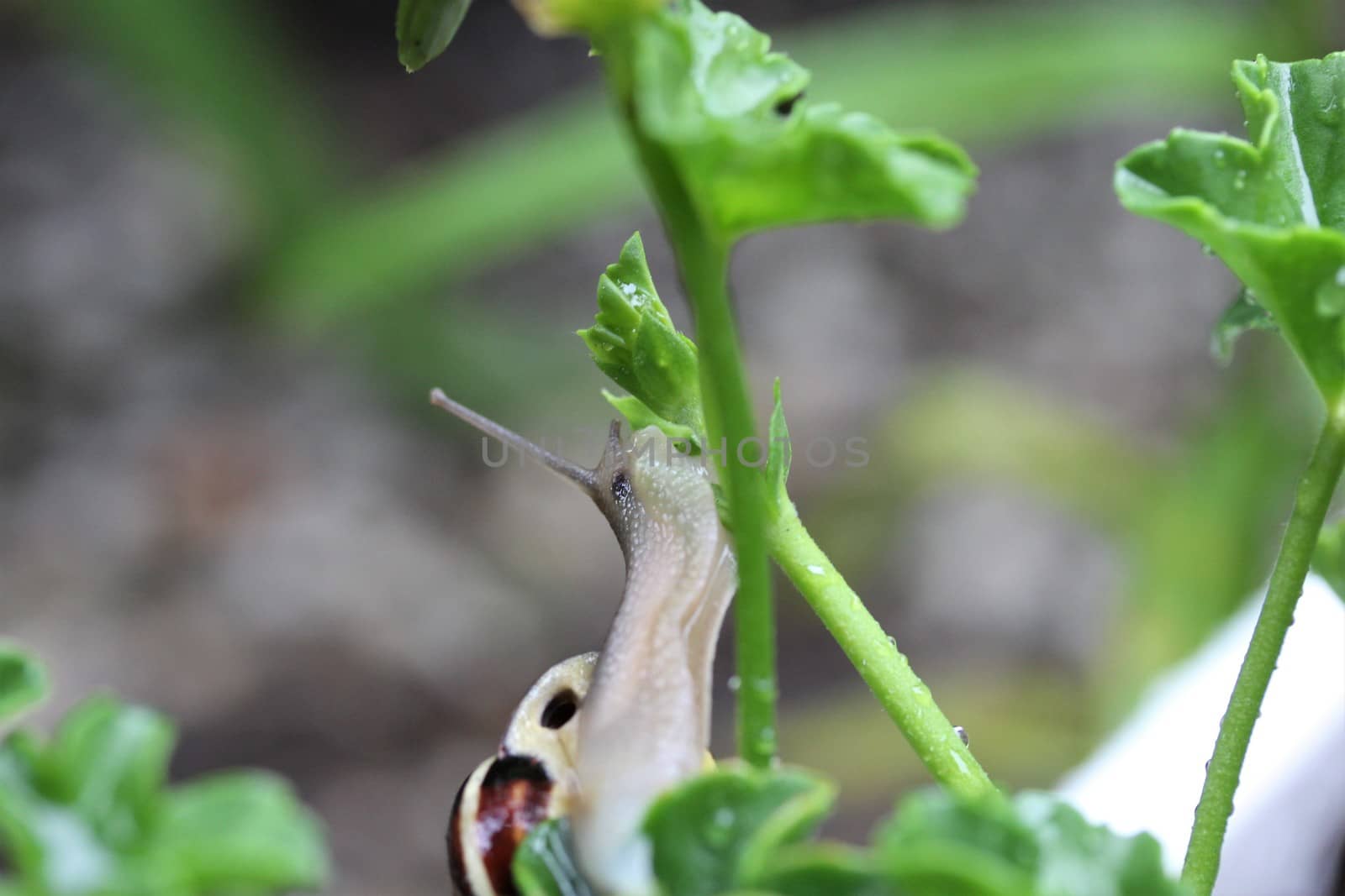 A close up of a housing screw looking out of her house