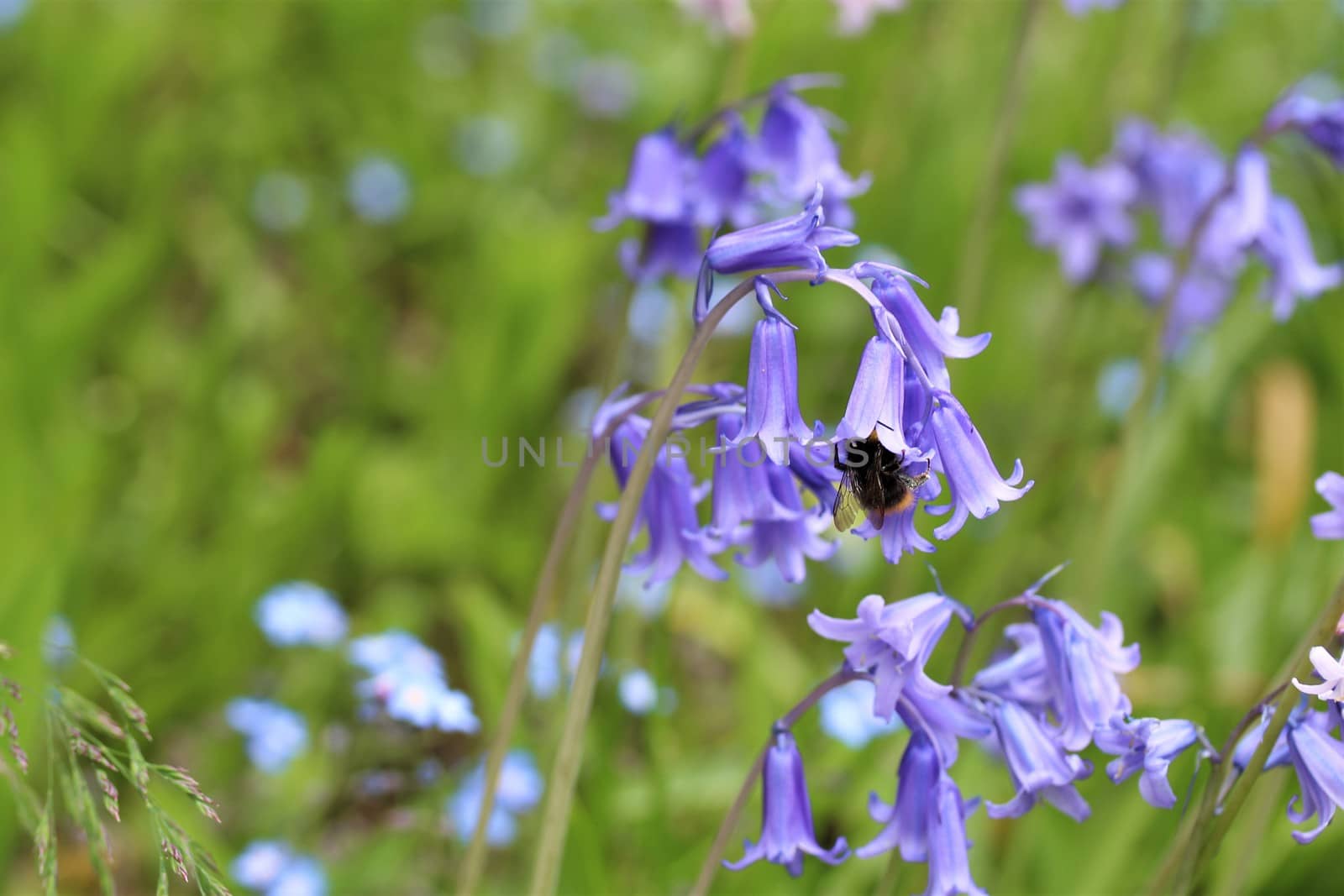 A close-up of some Hyacinthoides hispanica in blossom and a bumblebee