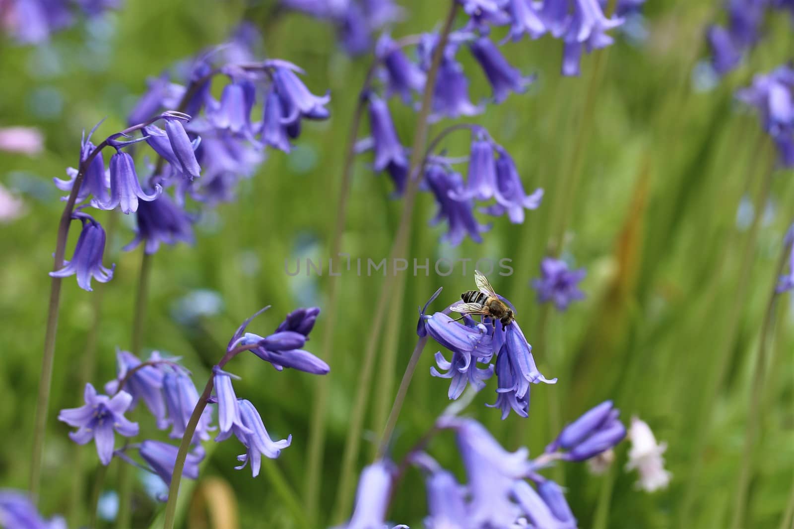 A close-up of some Hyacinthoides hispanica in blossom