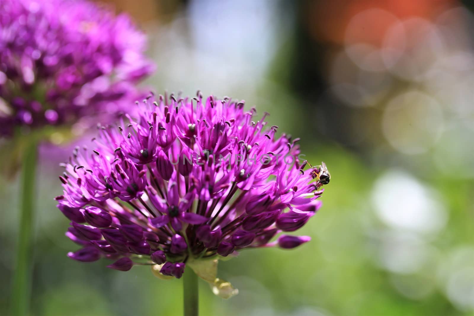 Purple allium blooming with a parhelophilus versicolor