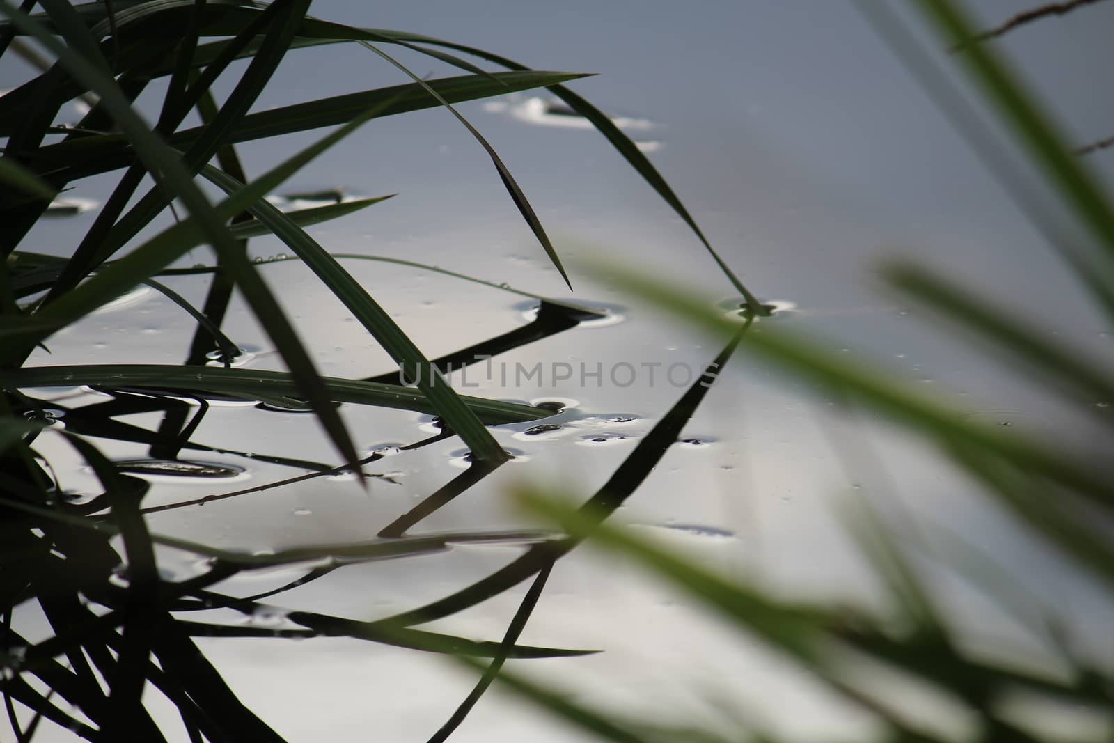 closup,grass hanging in the water of a little creek