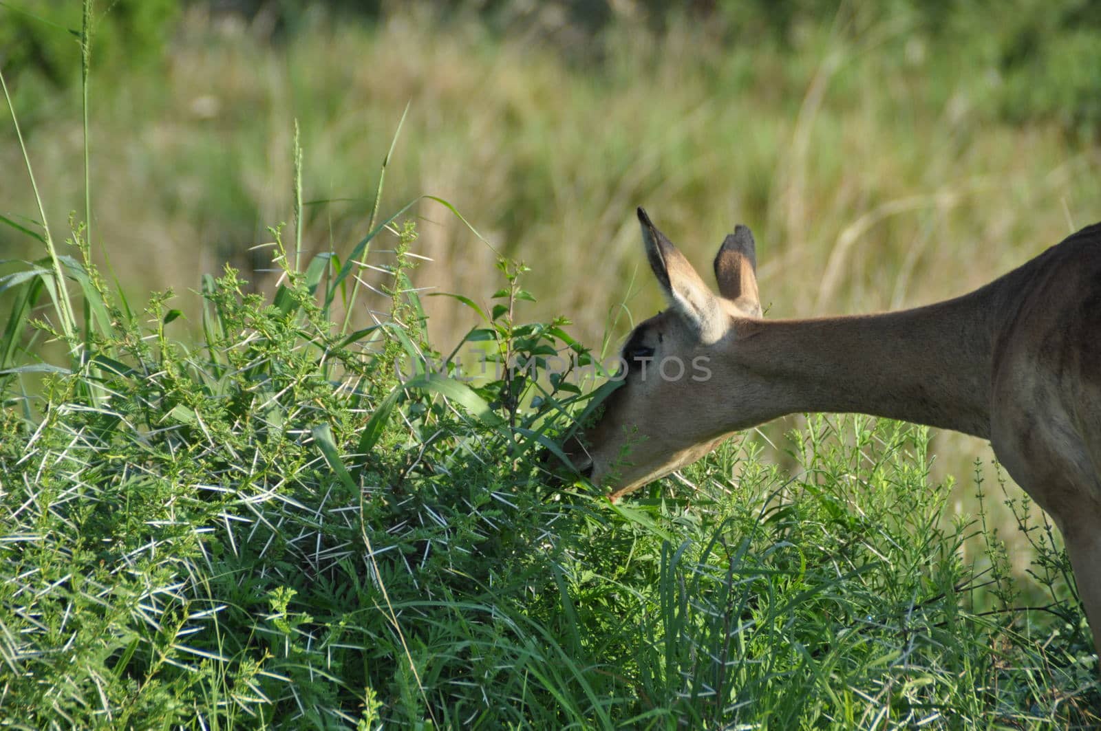 Impala near a green thornbush,nibbelingsome branches