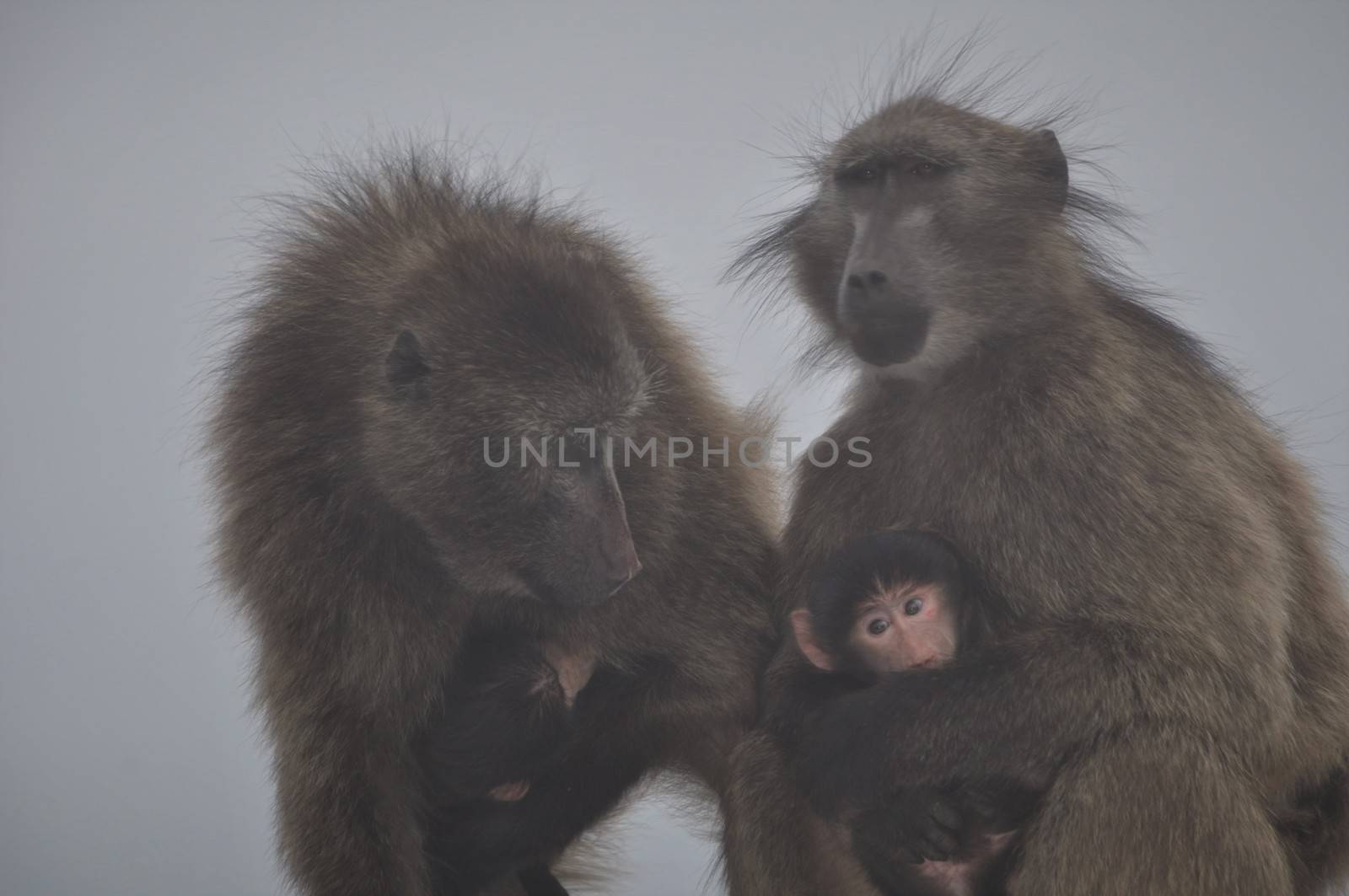 Two Baboons with theire babys ,grey sky