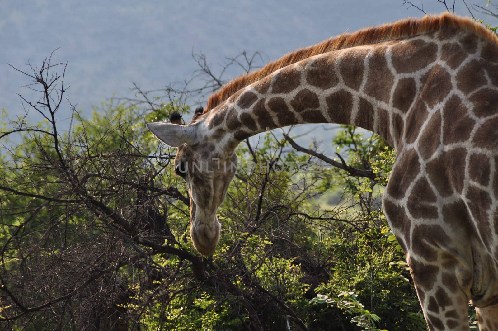 Giraffe eating branches with trees and mountains in the background