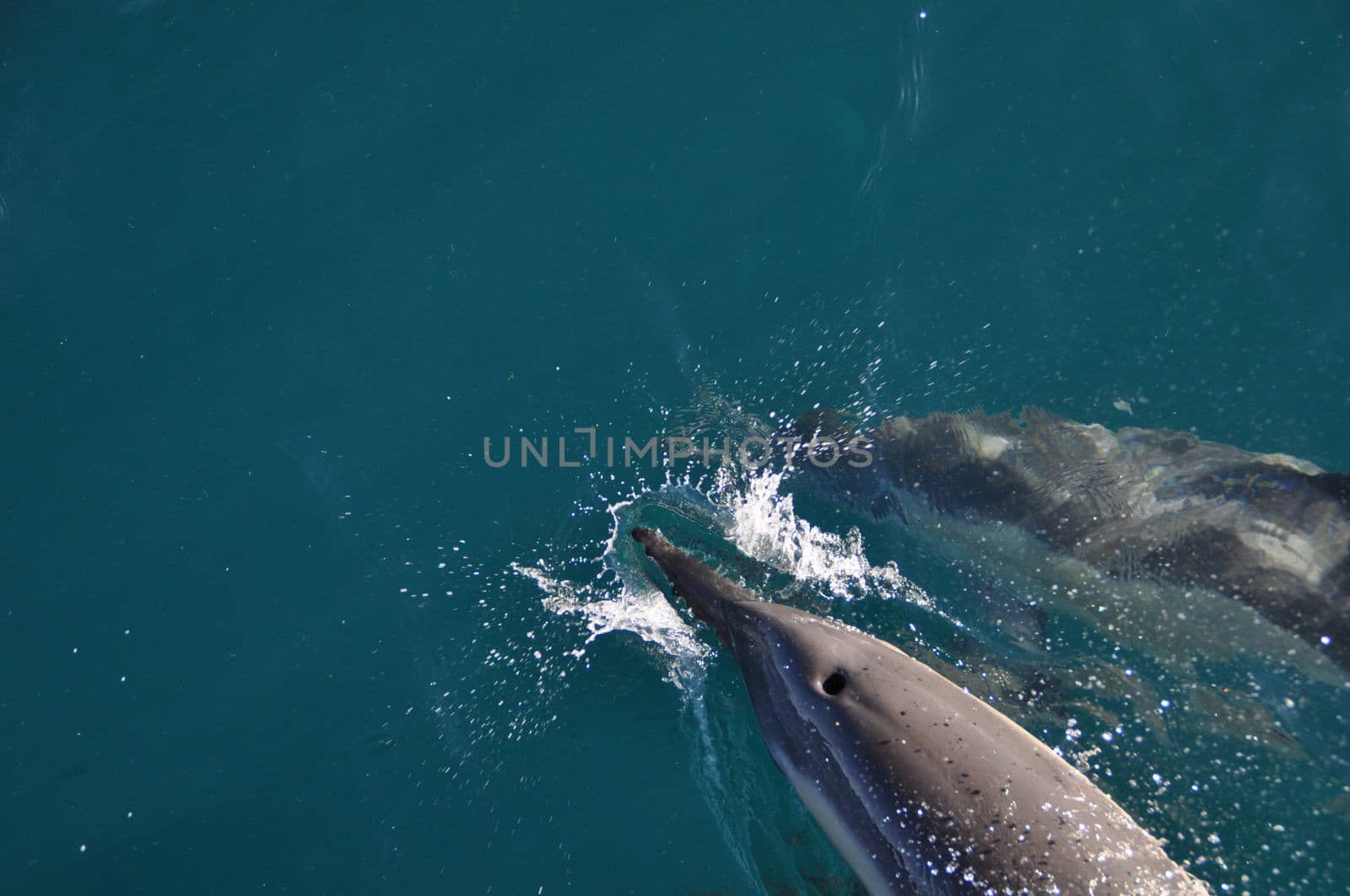 Two Dolpins off the coast of Hermanus Southafrica